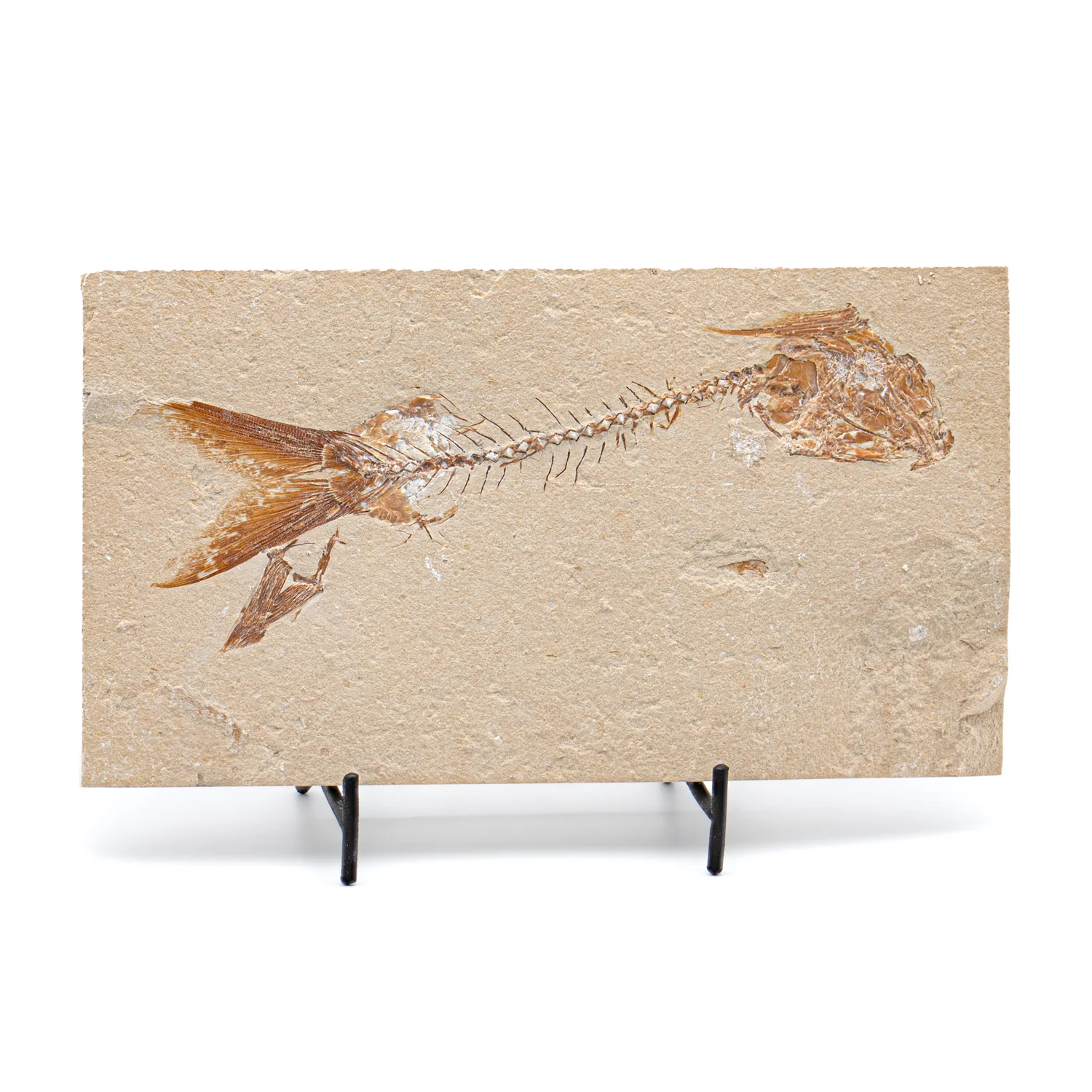 SOLD Cretaceous Era Fossil - Nematonotus 7.63" - Sannine Formation - Image 4