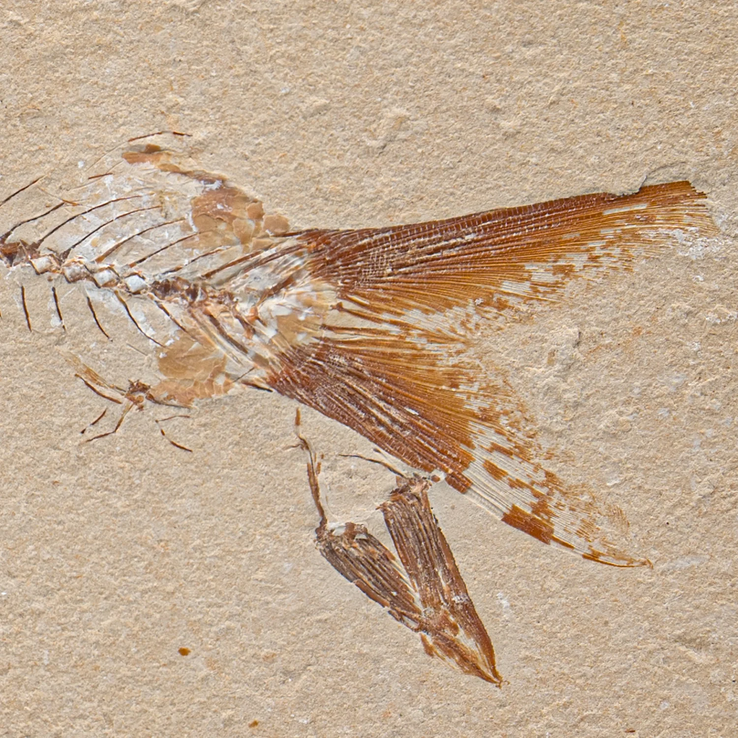 SOLD Cretaceous Era Fossil - Nematonotus 7.81" - Sannine Formation - Image 2