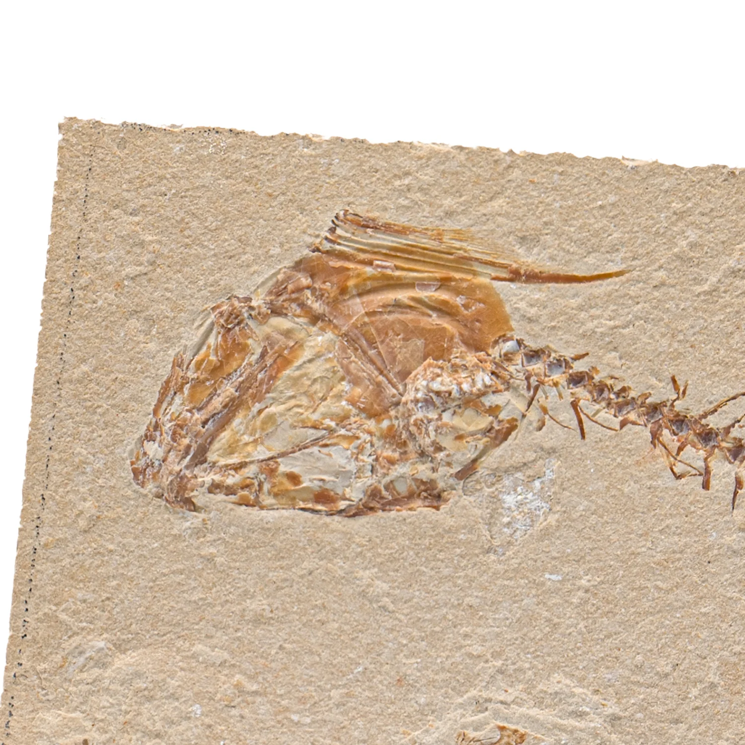 SOLD Cretaceous Era Fossil - Nematonotus 7.81" - Sannine Formation - Image 3
