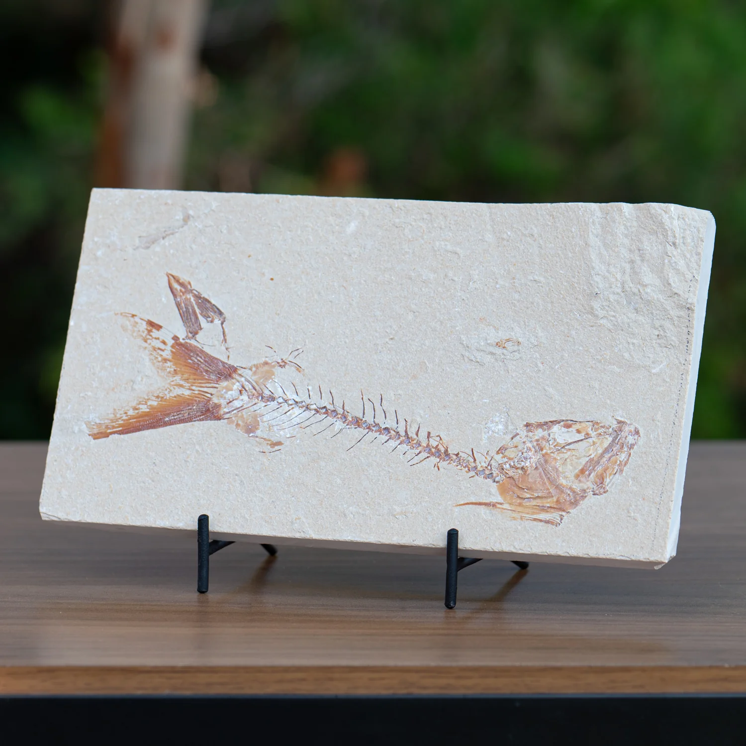 SOLD Cretaceous Era Fossil - Nematonotus 7.81" - Sannine Formation - Image 4