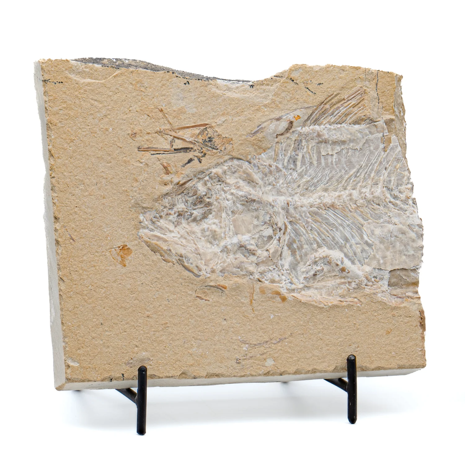 SOLD Cretaceous Era Fossil - Nematonotus 9.50" - Sannine Formation - Image 2