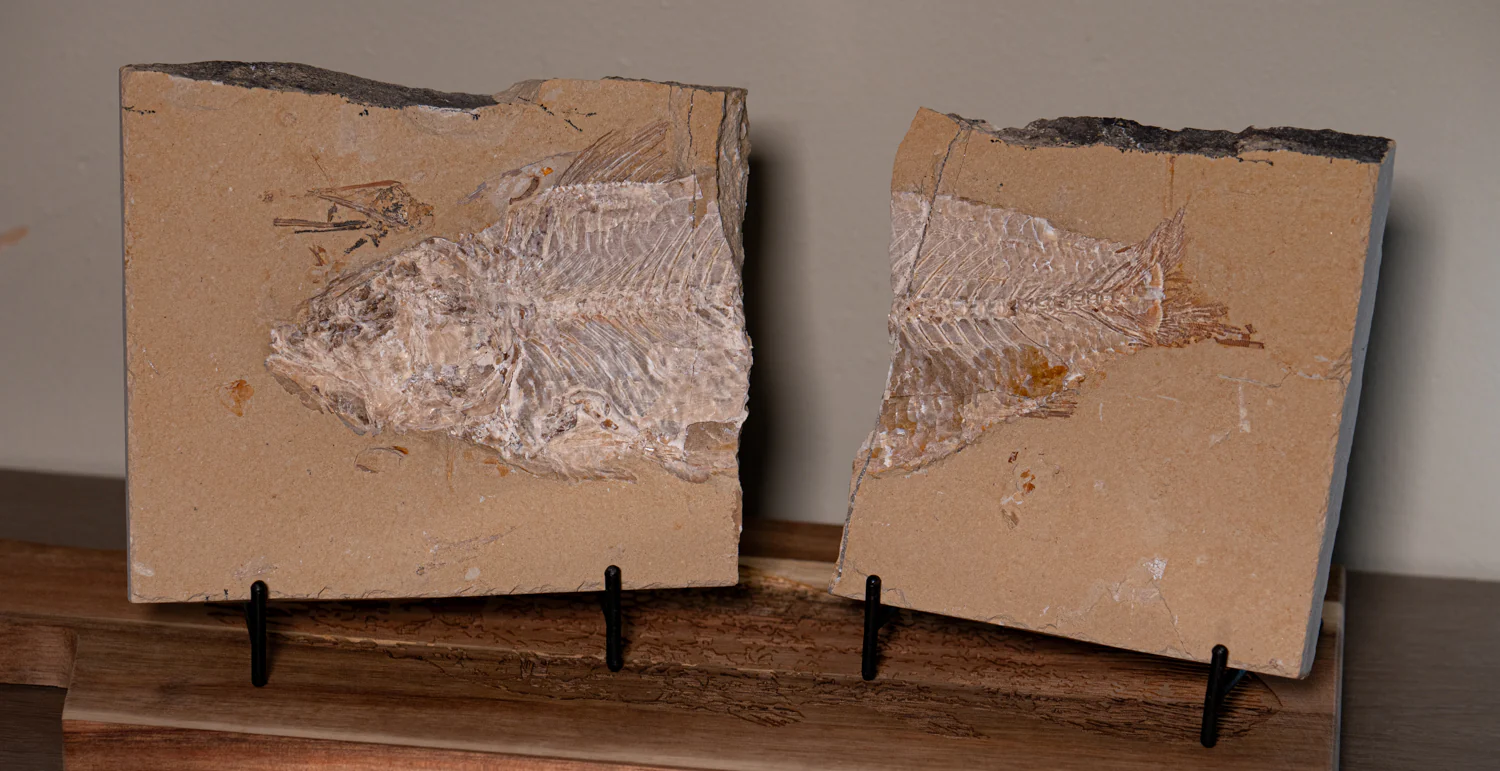 SOLD Cretaceous Era Fossil - Nematonotus 9.50" - Sannine Formation - Image 3