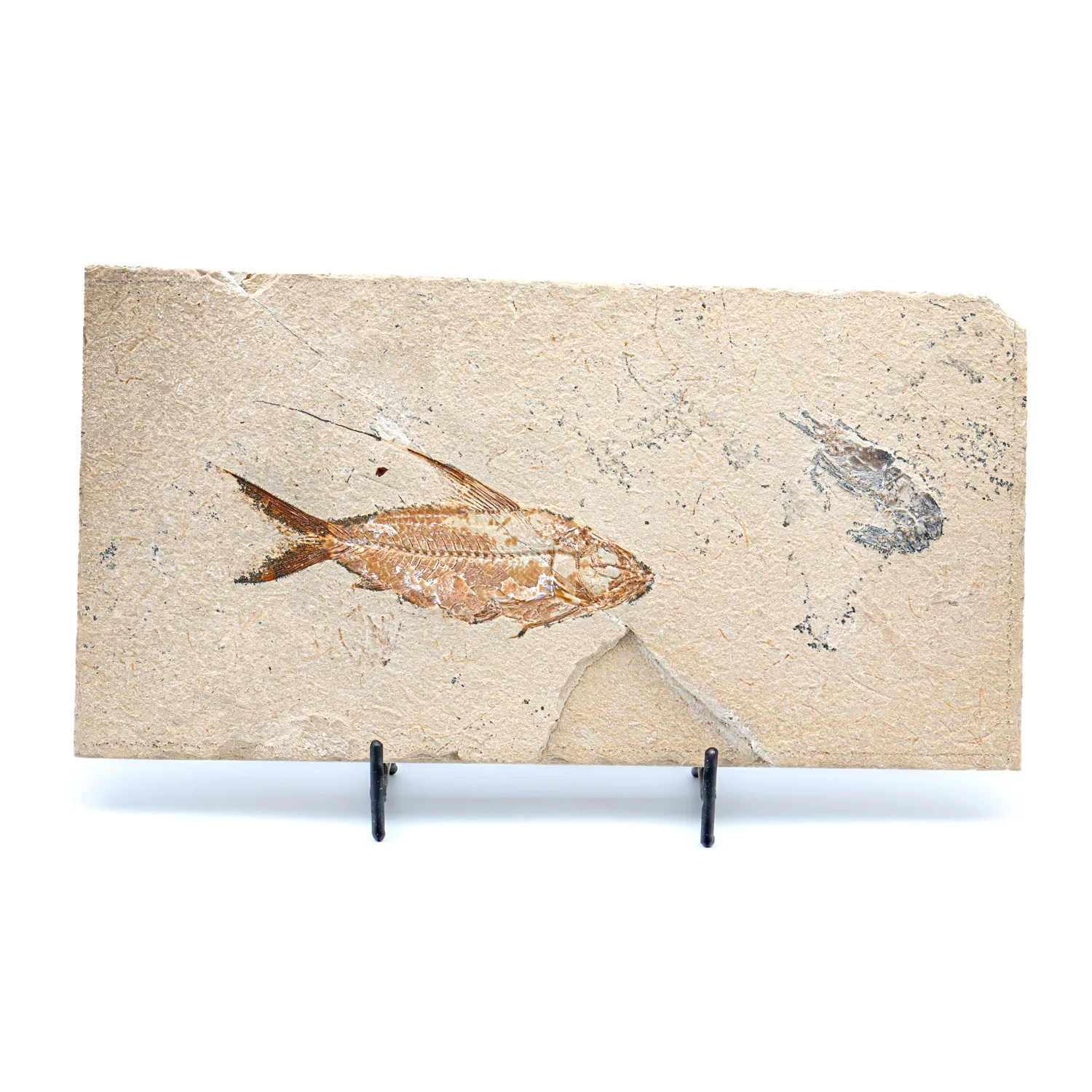 SOLD Cretaceous Era Fossil - Nematonotus 9.56" + Shrimp - Sannine Formation - Image 2