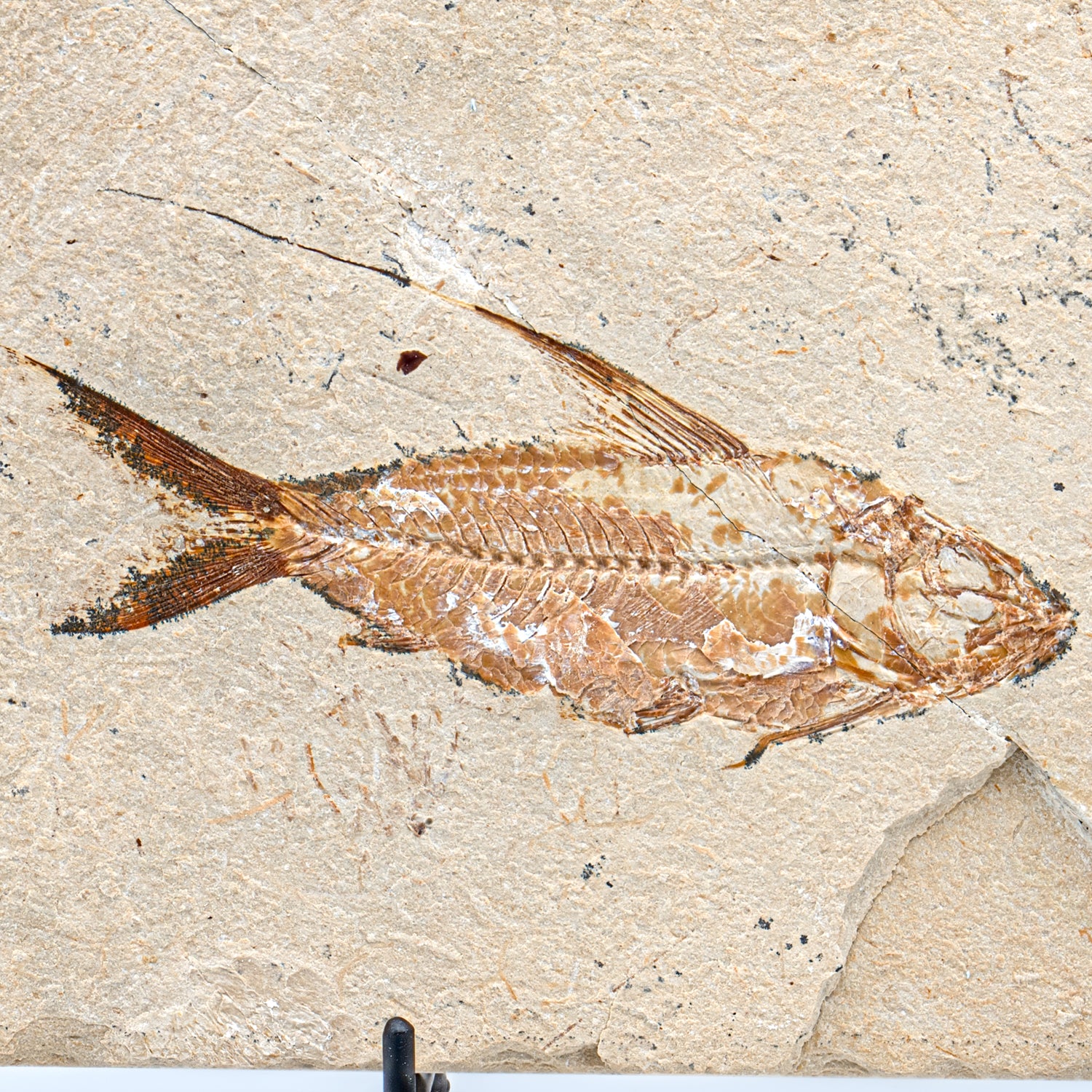 SOLD Cretaceous Era Fossil - Nematonotus 9.56" + Shrimp - Sannine Formation - Image 3