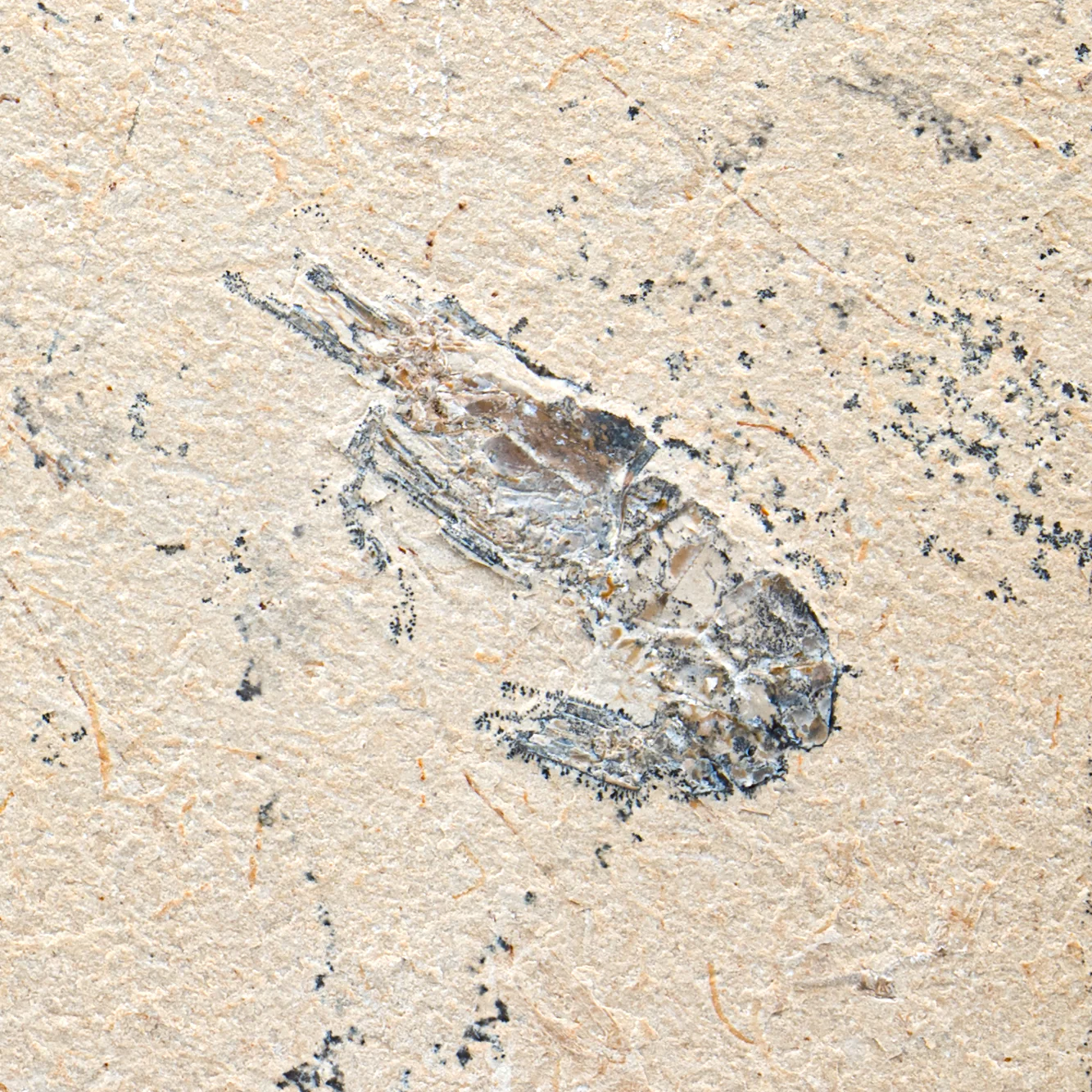 SOLD Cretaceous Era Fossil - Nematonotus 9.56" + Shrimp - Sannine Formation - Image 4