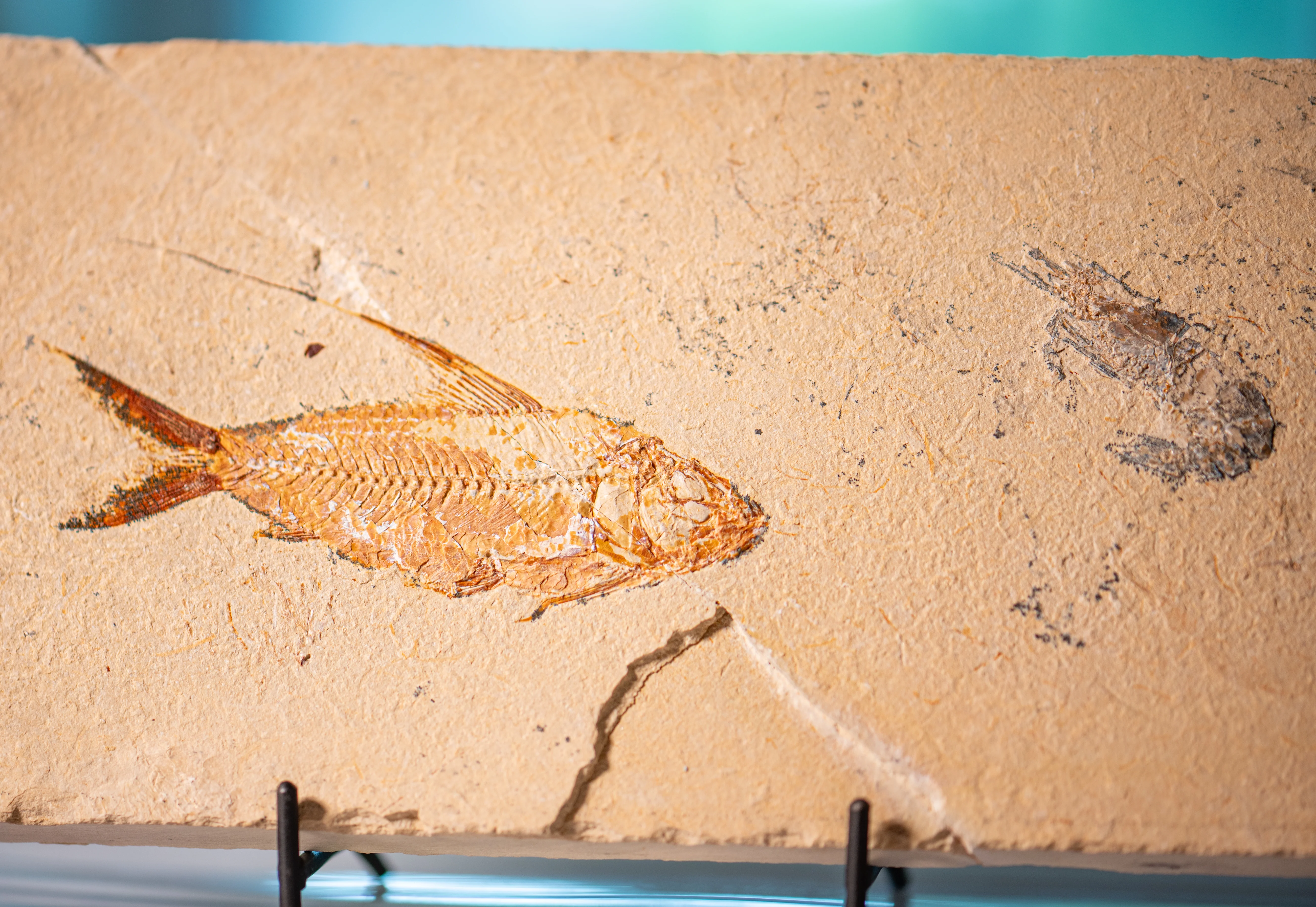 SOLD Cretaceous Era Fossil - Nematonotus 9.56" + Shrimp - Sannine Formation - Image 5