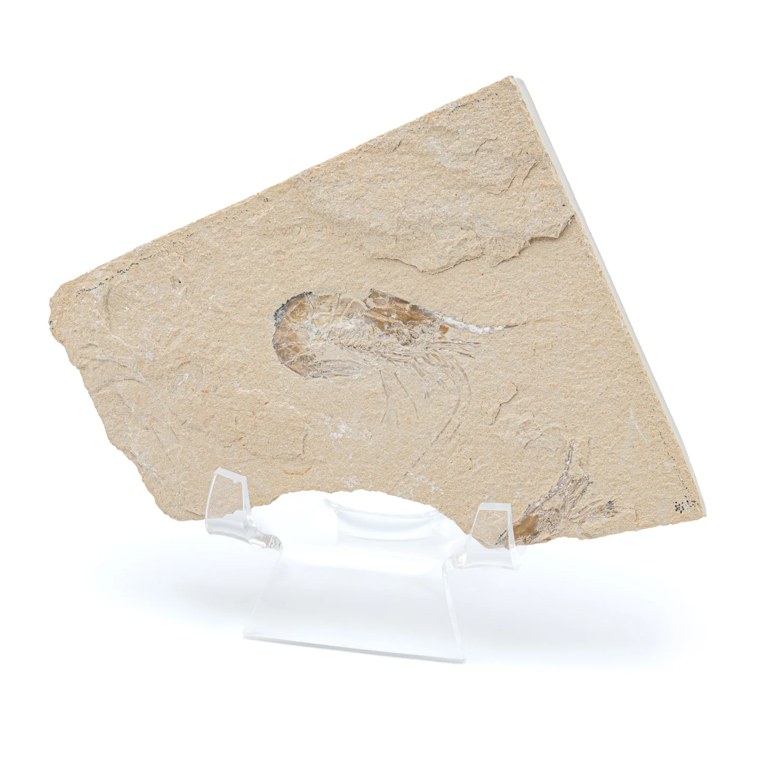 Cretaceous Era Fossil Shrimp - Sannine Formation - Image 10