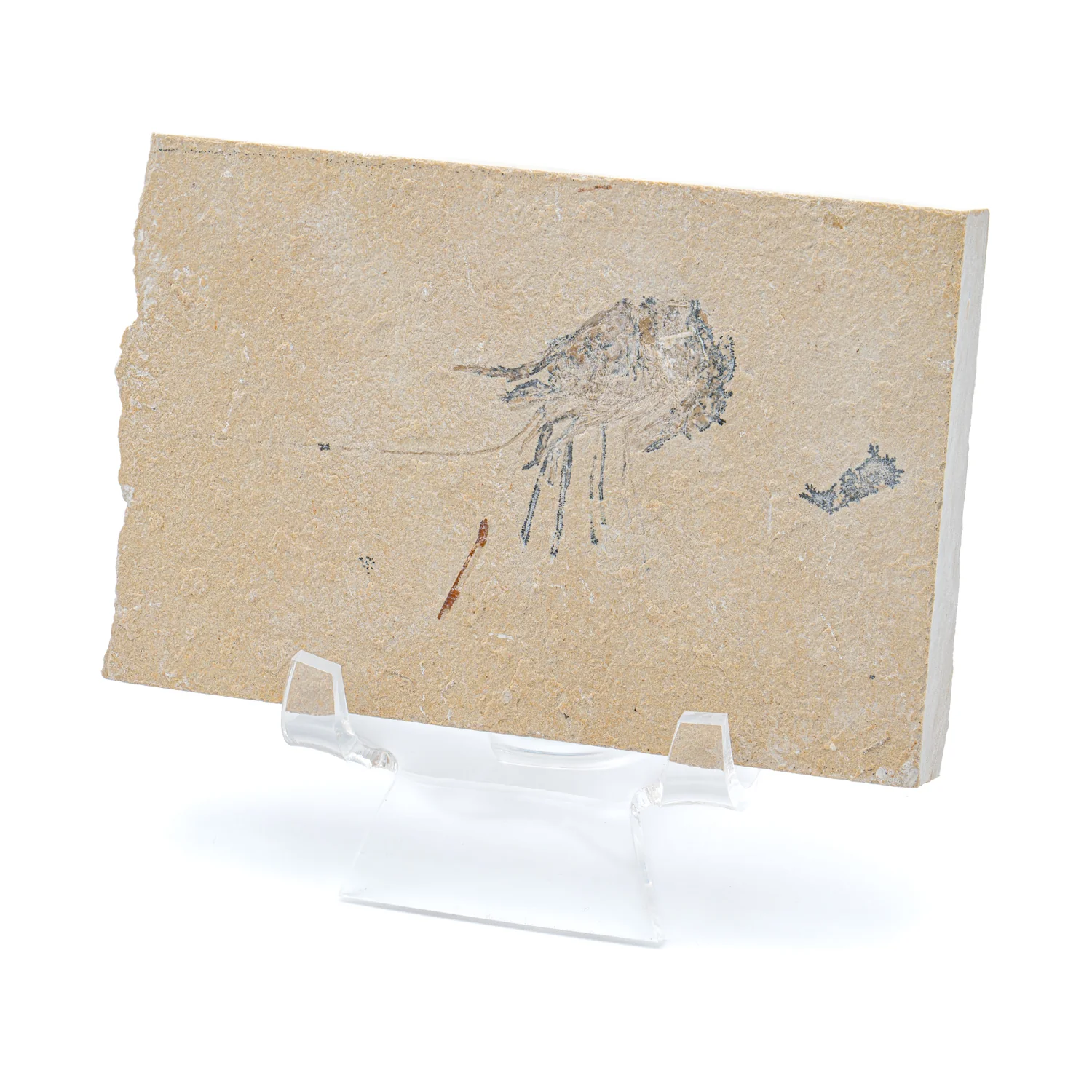 Cretaceous Era Fossil Shrimp - Sannine Formation - Image 11