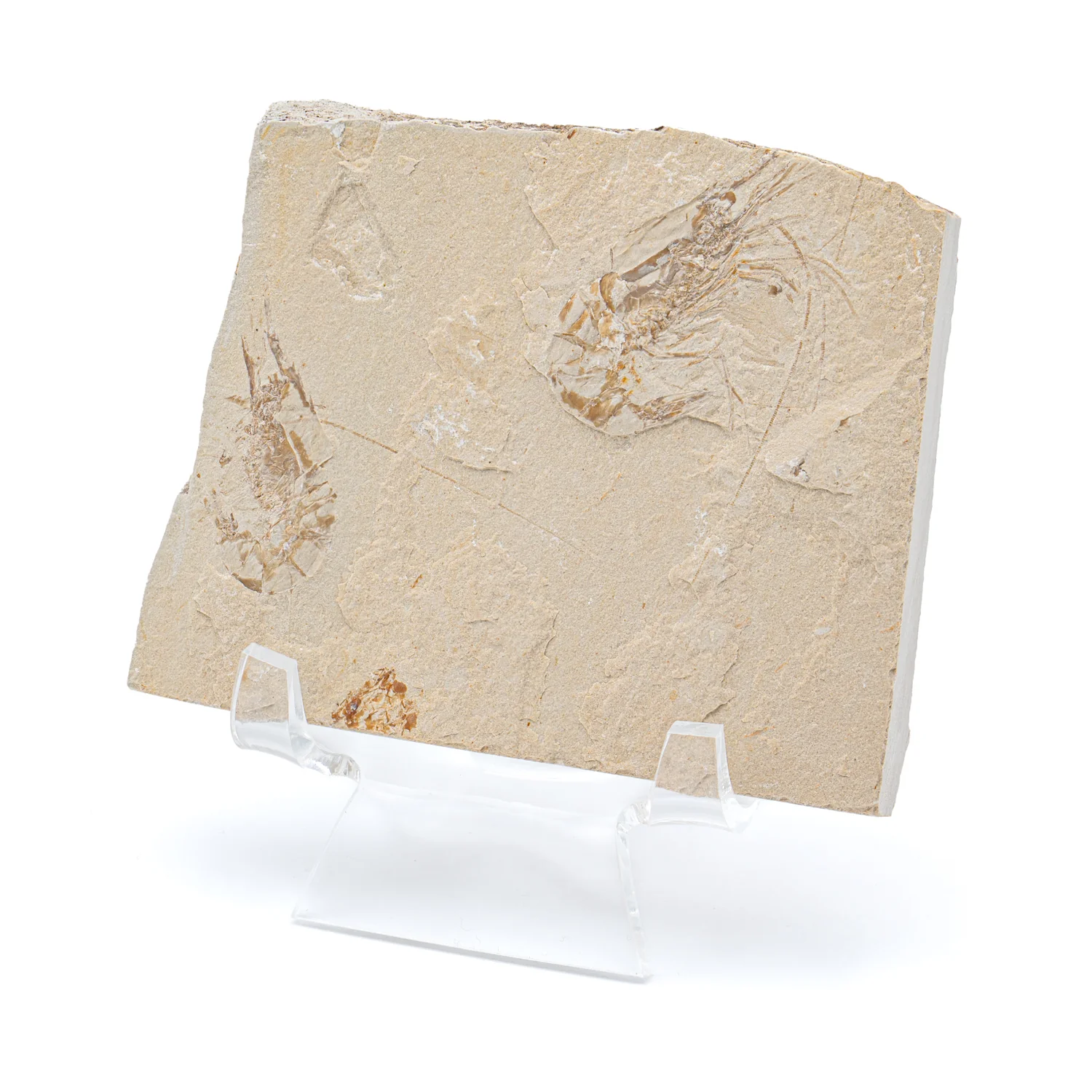 Cretaceous Era Fossil Shrimp - Sannine Formation - Image 12