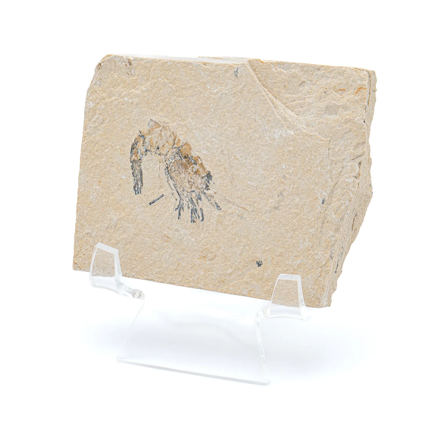 Cretaceous Era Fossil Shrimp - Sannine Formation - Image 13