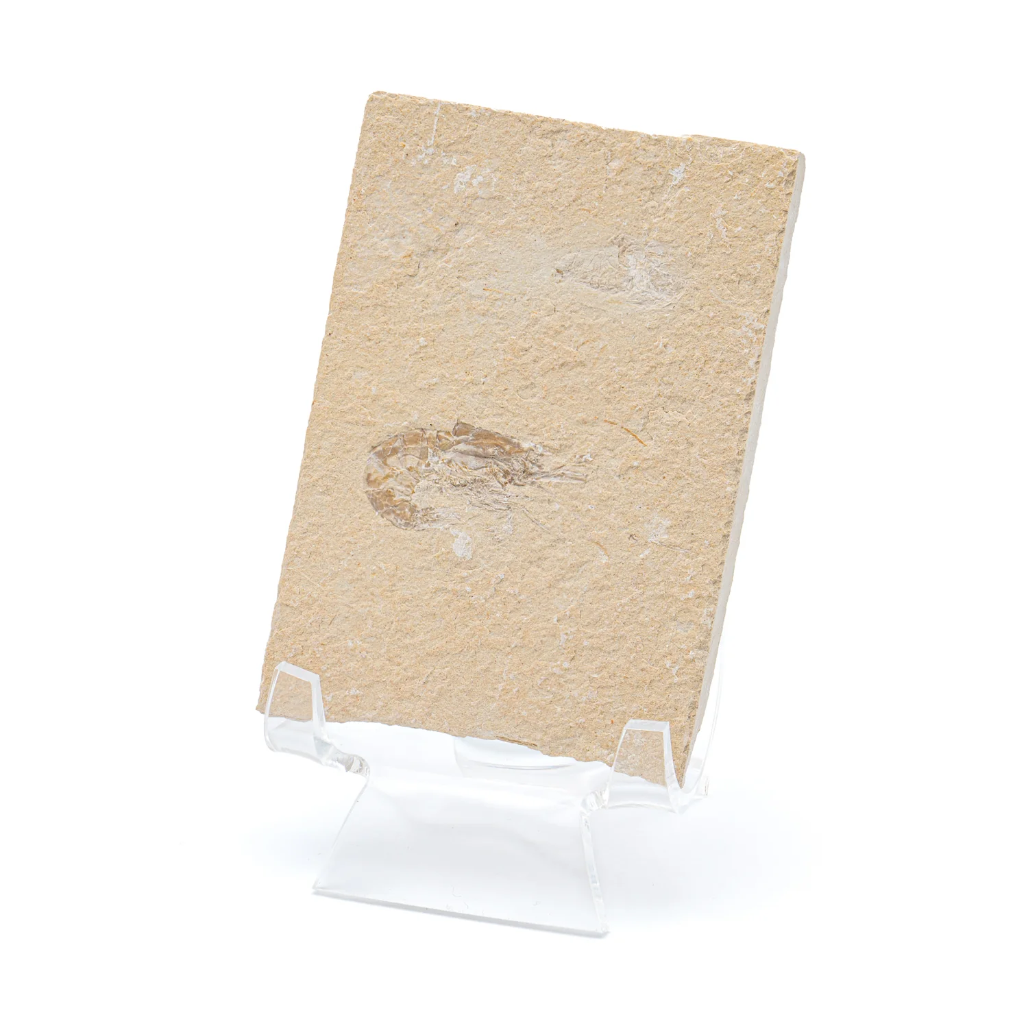 Cretaceous Era Fossil Shrimp - Sannine Formation - Image 14