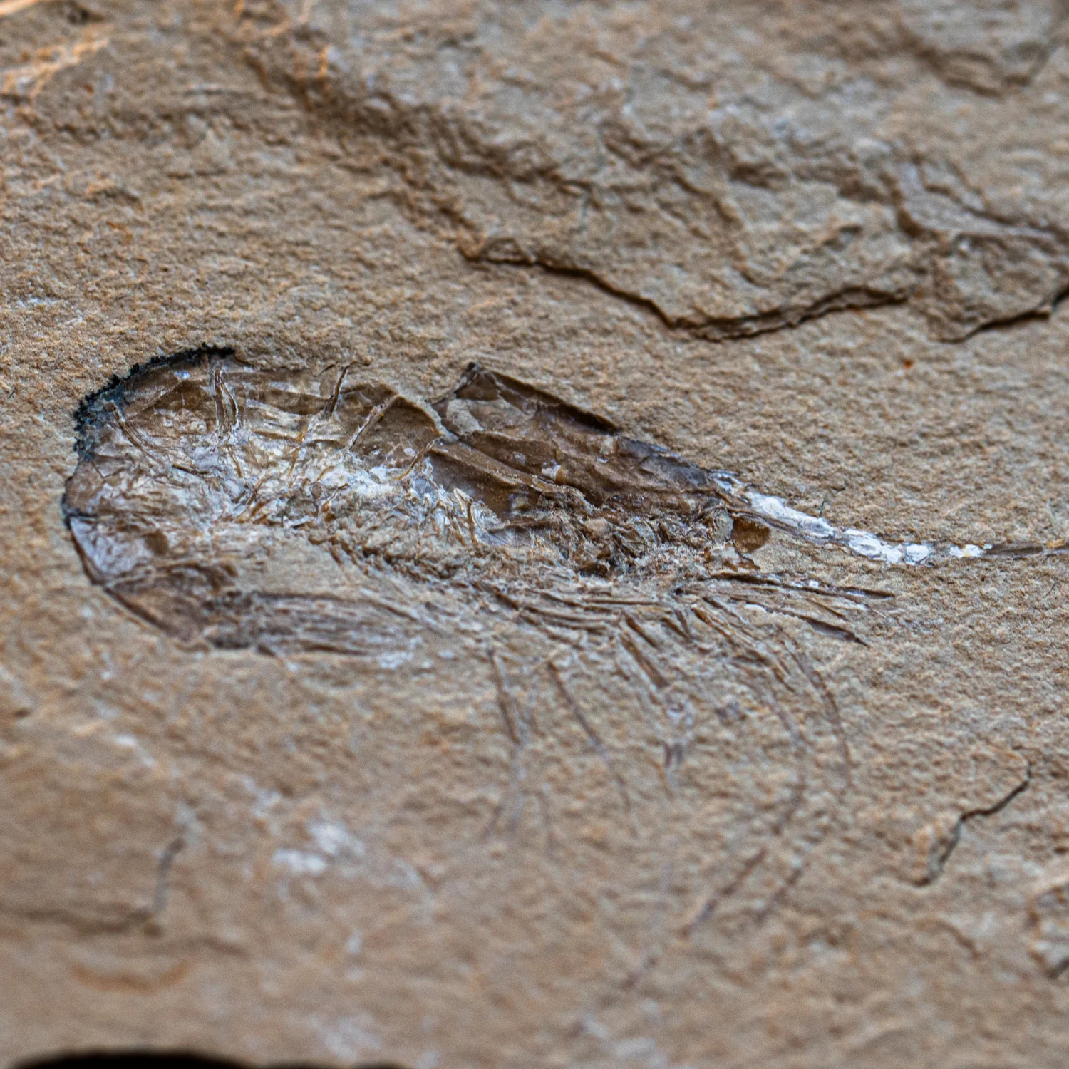 Cretaceous Era Fossil Shrimp - Sannine Formation - Image 15