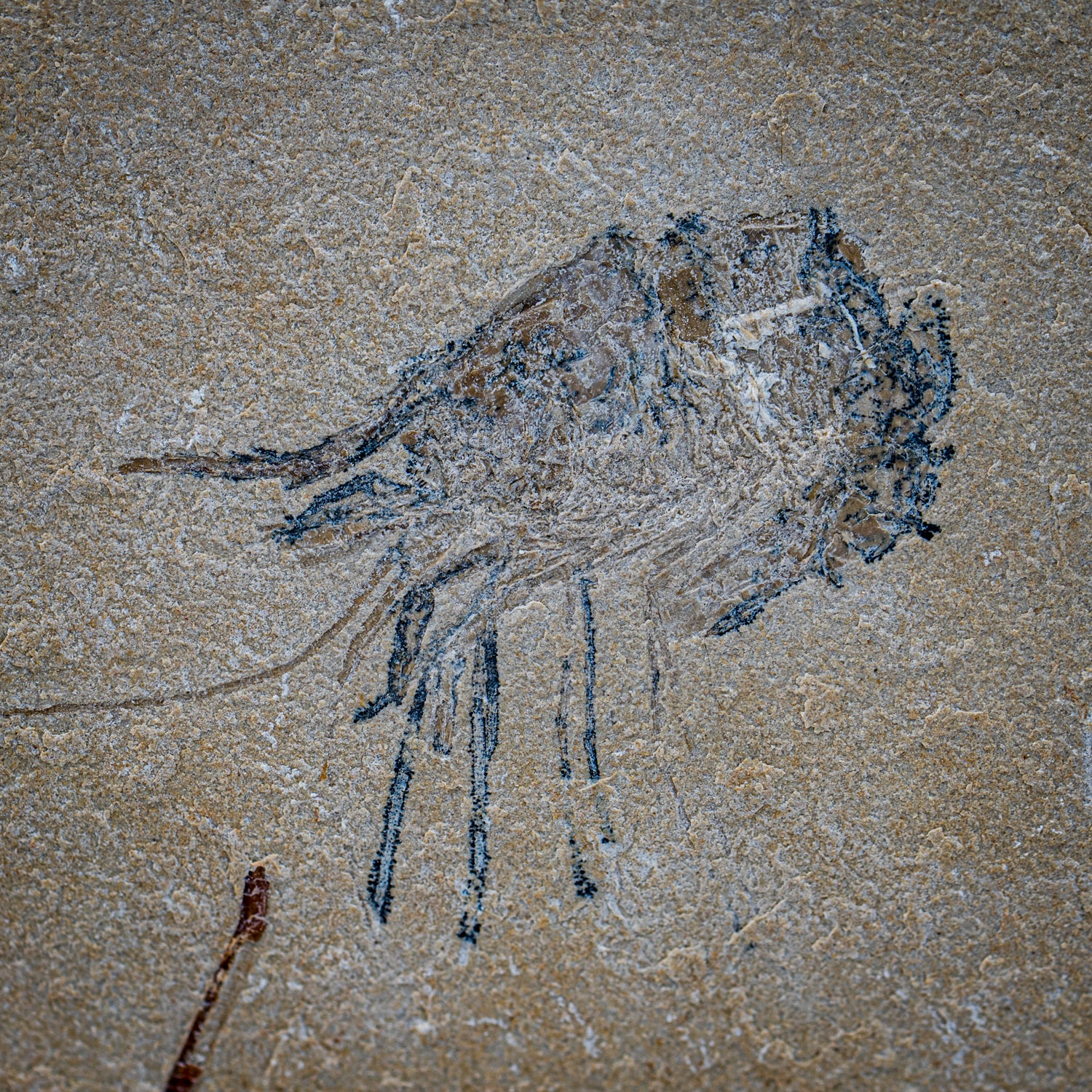 Cretaceous Era Fossil Shrimp - Sannine Formation - Image 3