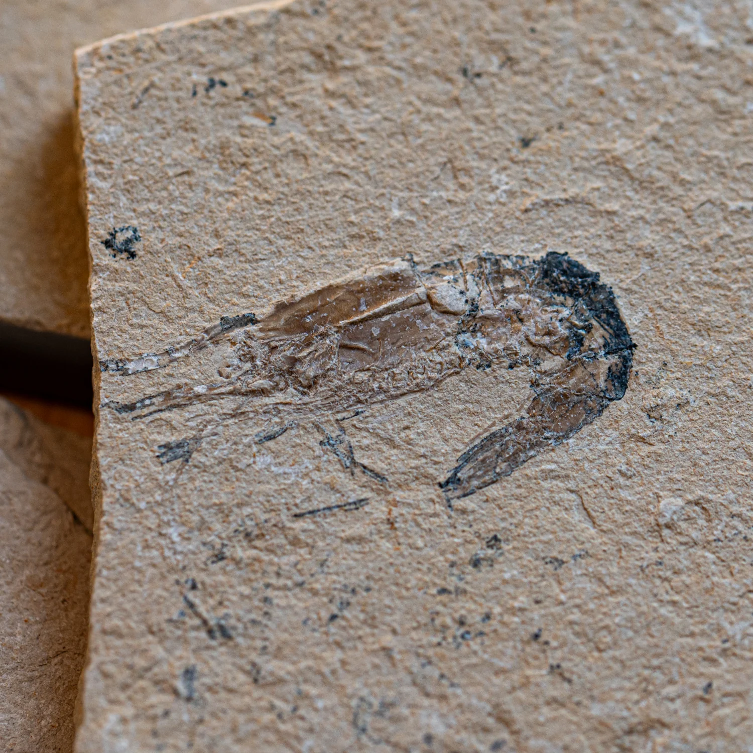 Cretaceous Era Fossil Shrimp - Sannine Formation - Image 4