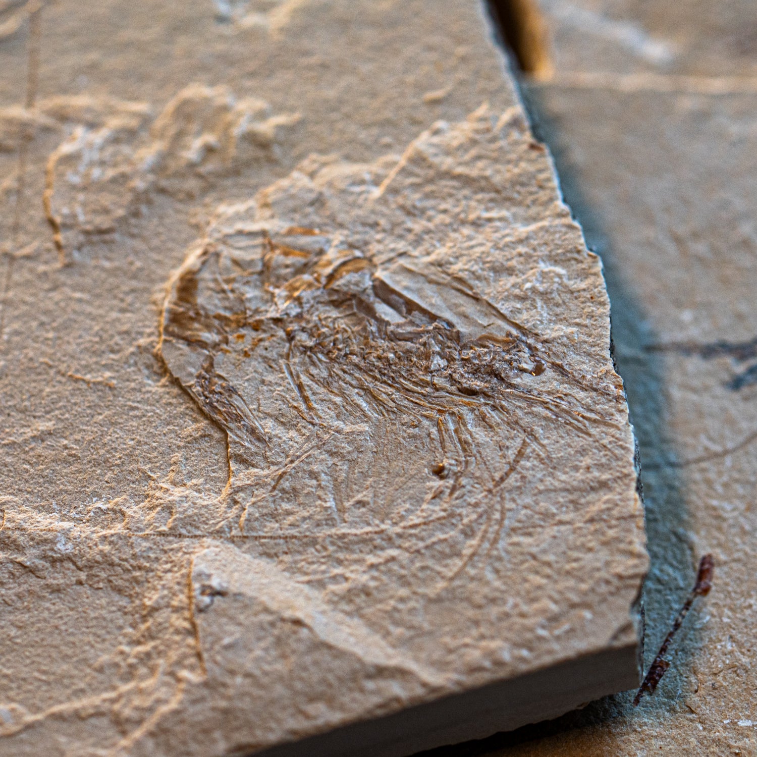 Cretaceous Era Fossil Shrimp - Sannine Formation - Image 5