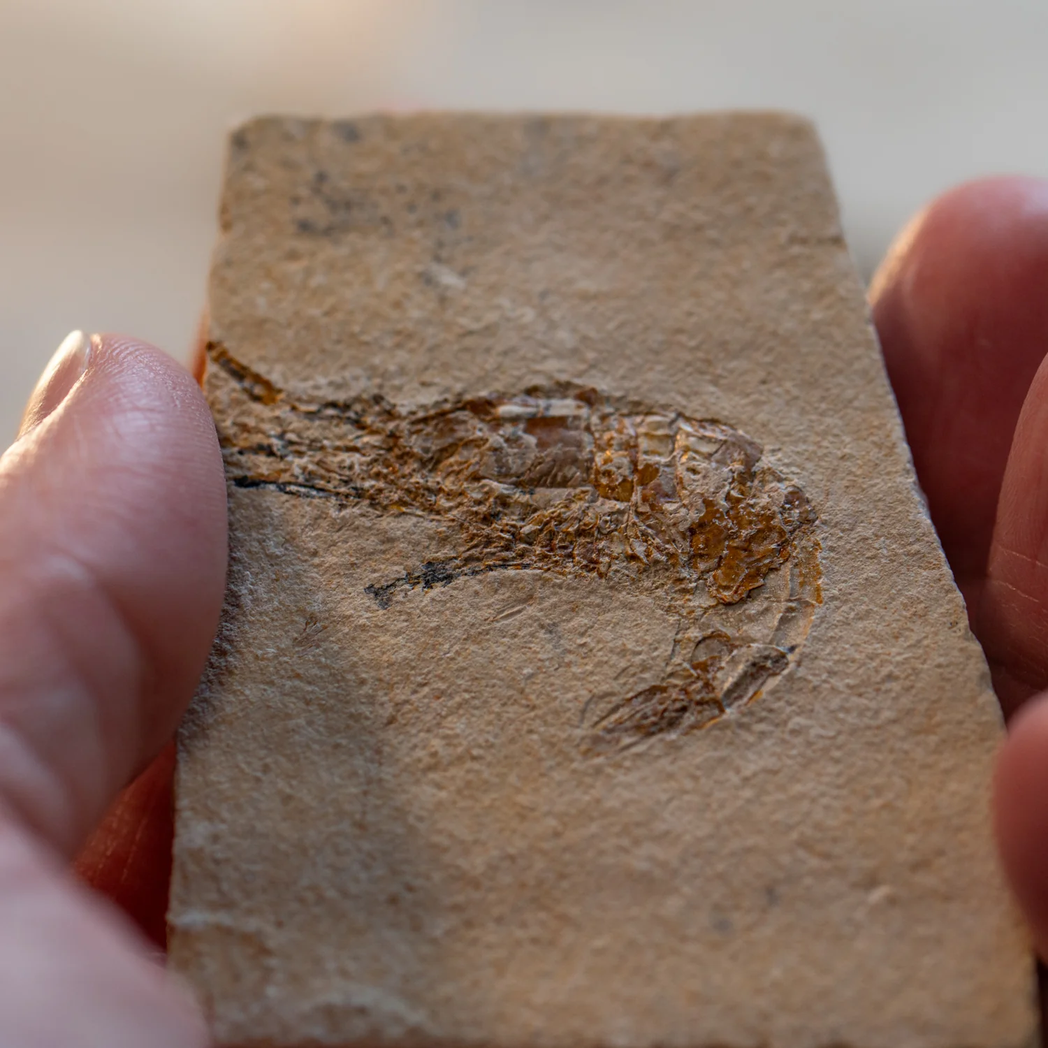 Cretaceous Era Fossil Shrimp - Sannine Formation - Image 7