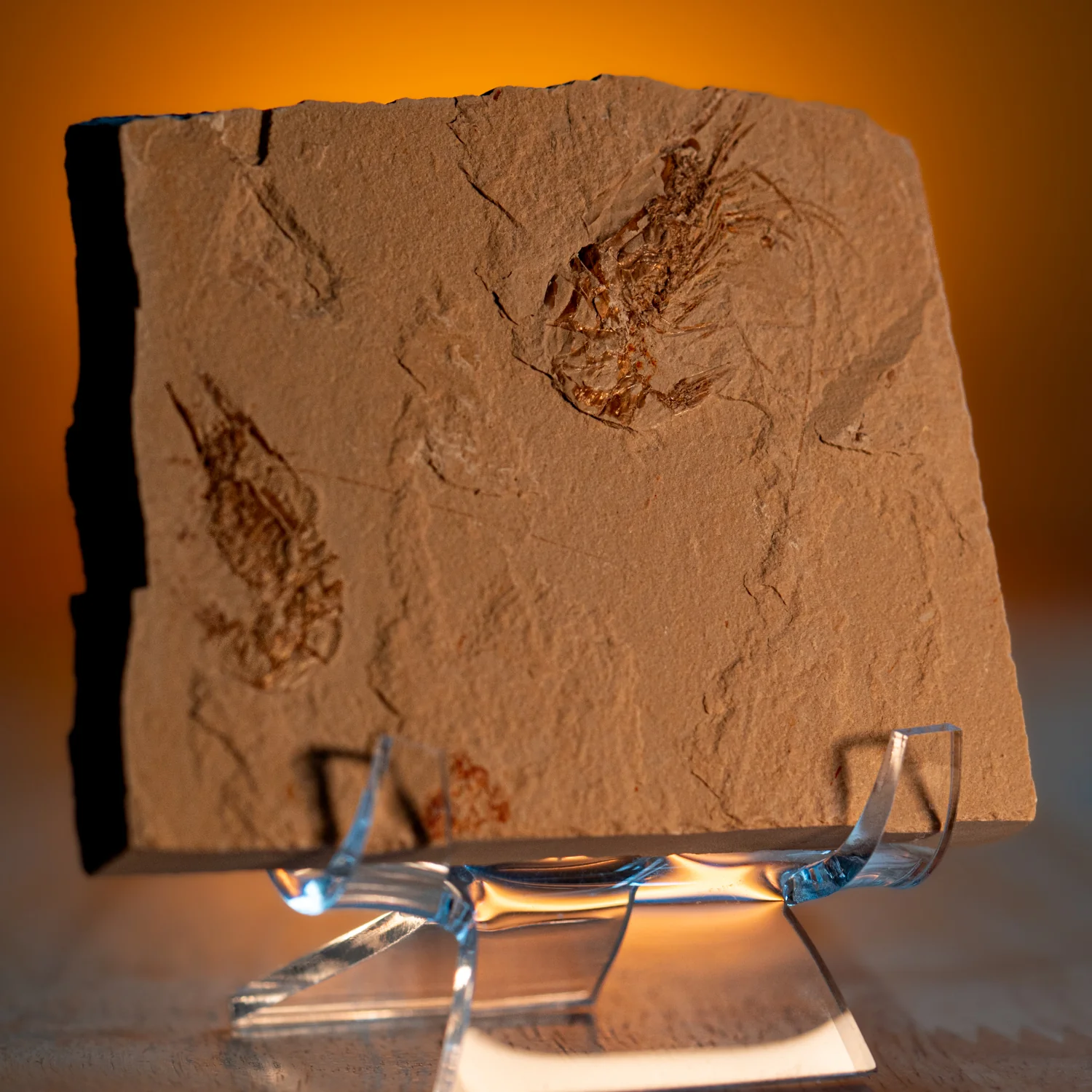 Cretaceous Era Fossil Shrimp - Sannine Formation - Image 8