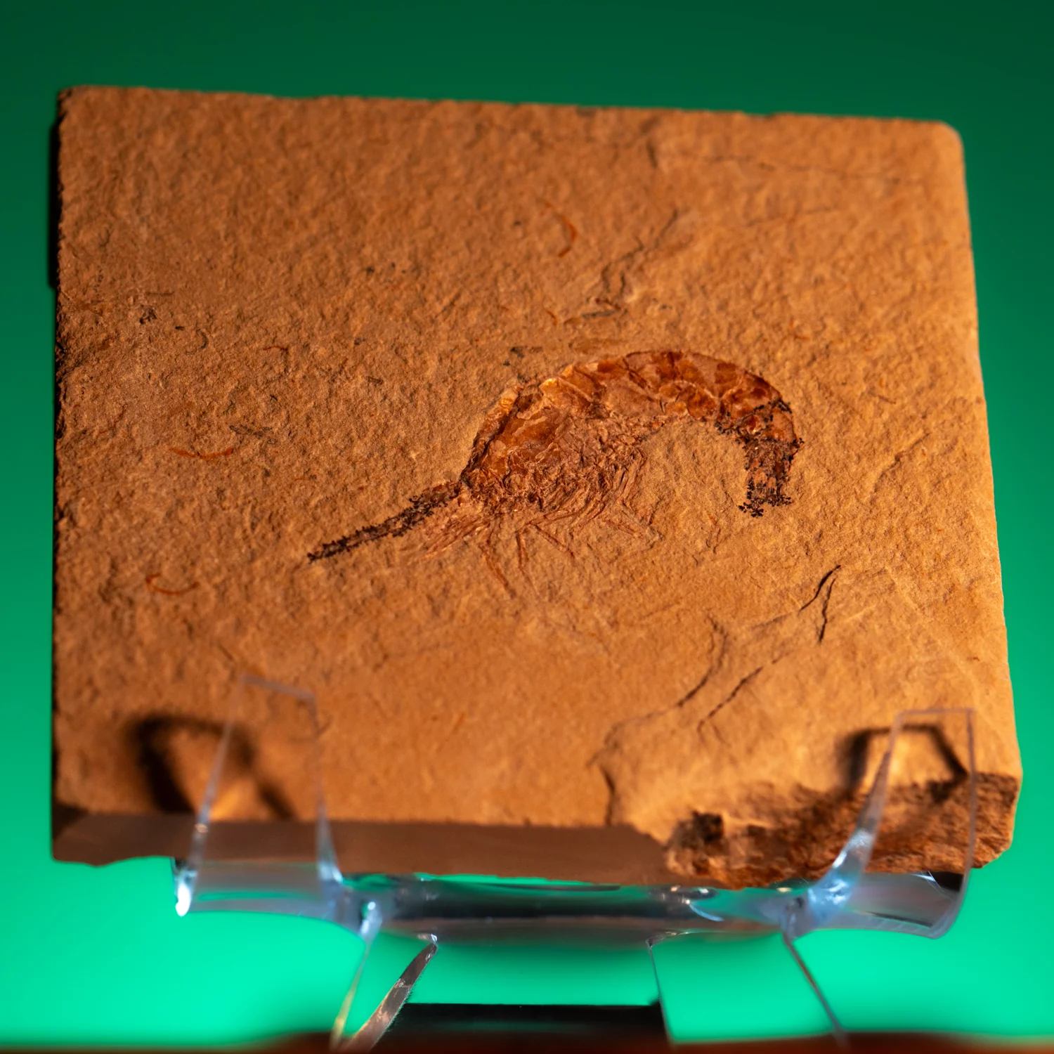 Cretaceous Era Fossil Shrimp - Sannine Formation - Image 9