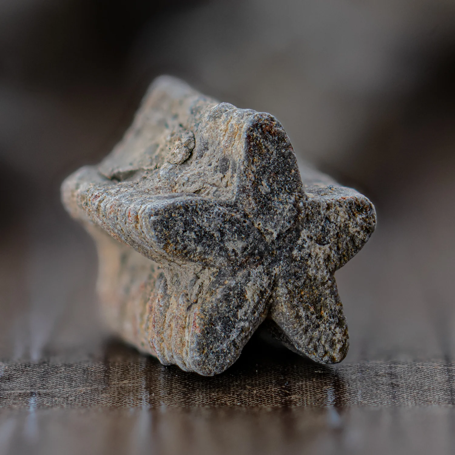Crinoid "Star Stick" Pocket Fossil - Image 2