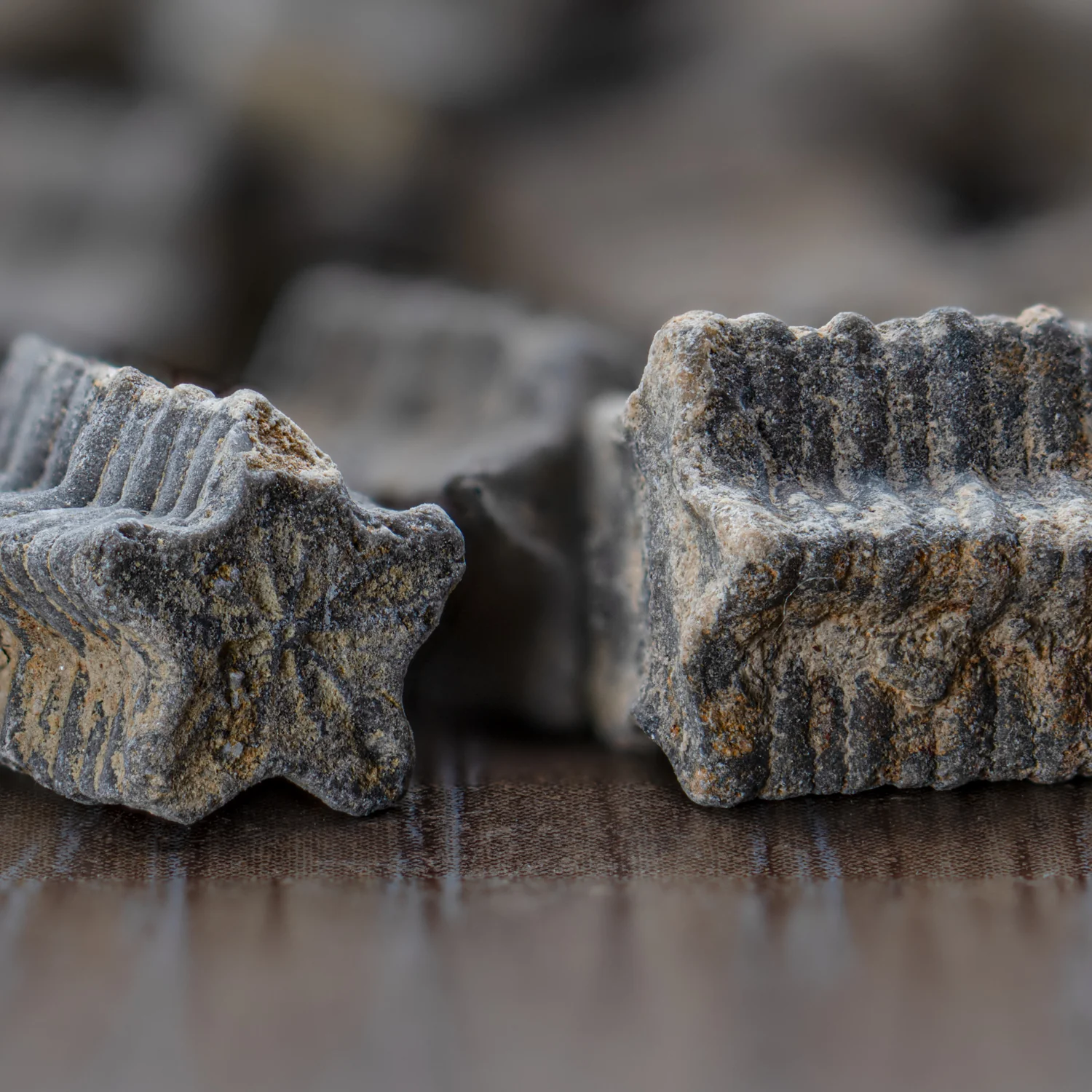 Crinoid "Star Stick" Pocket Fossil - Image 3