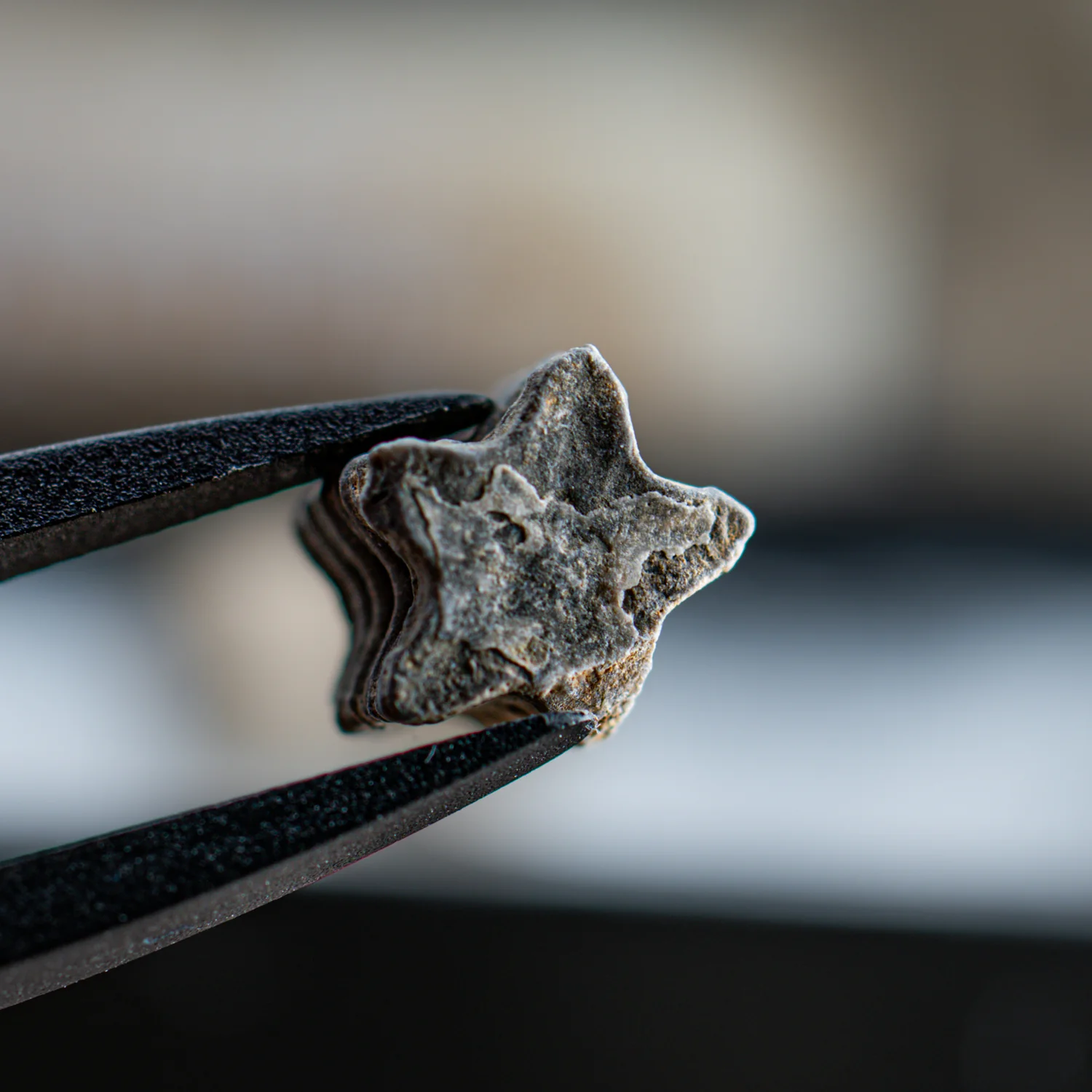 Crinoid "Star Stick" Pocket Fossil - Image 4