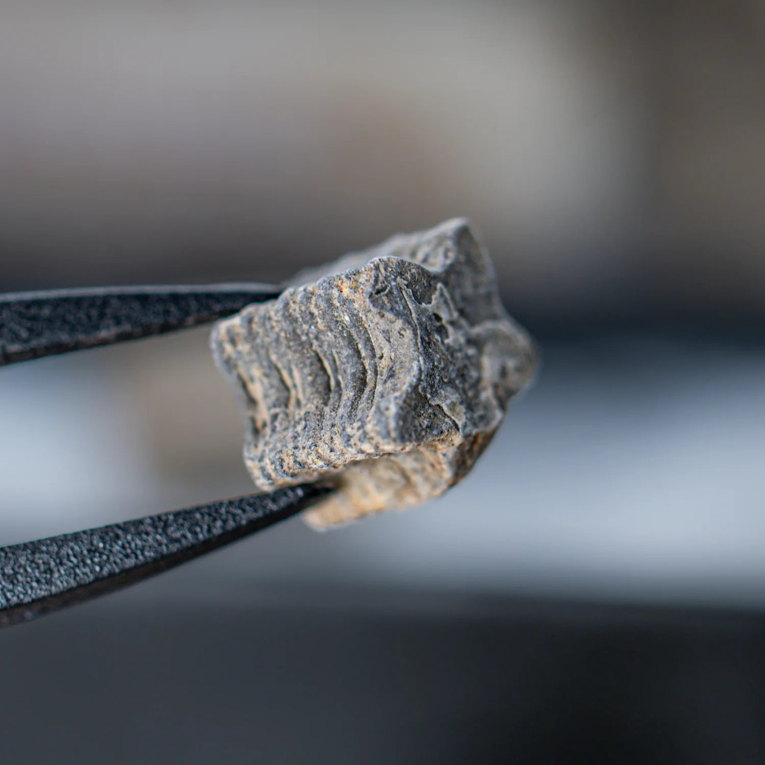 Crinoid "Star Stick" Pocket Fossil - Image 5