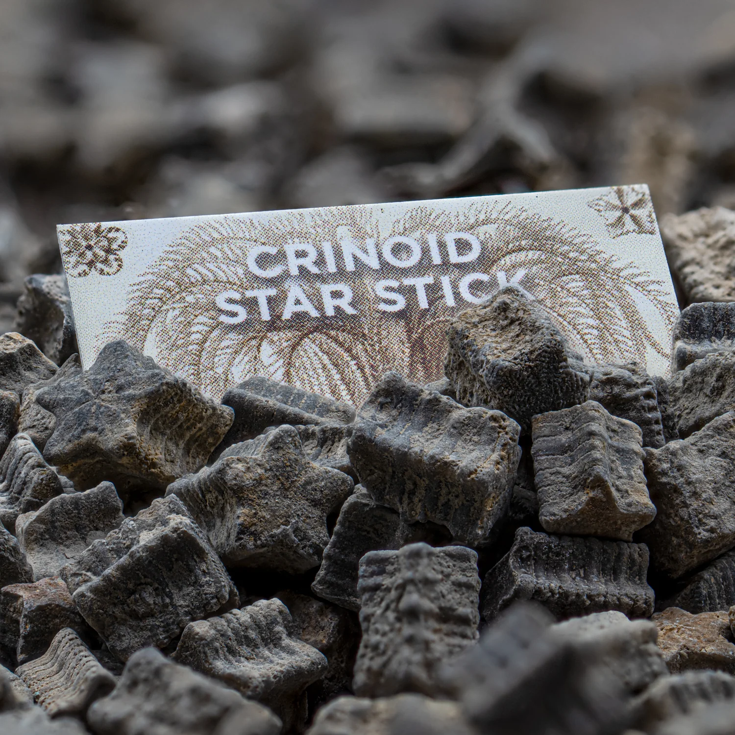 Crinoid "Star Stick" Pocket Fossil - Image 6