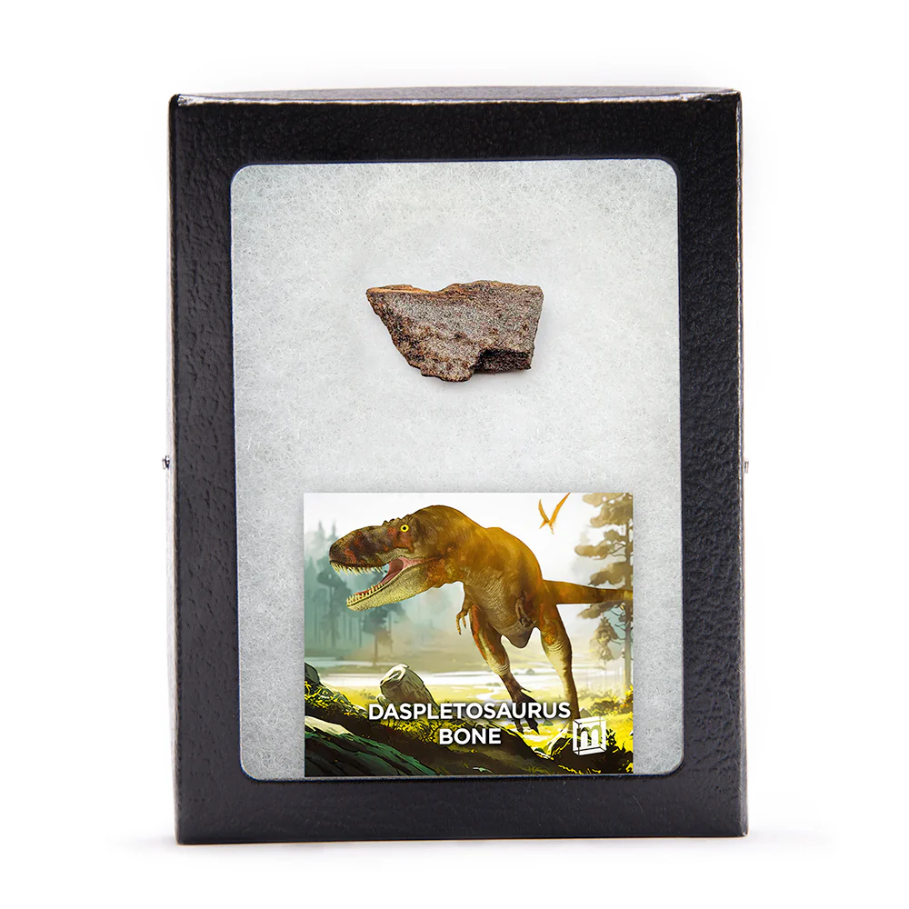 Daspletosaurus Bone - Classic Riker Display Case Fragment - Image 2