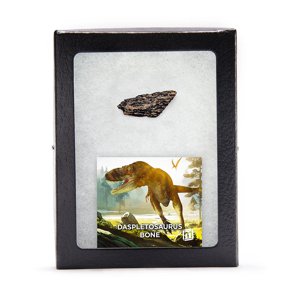 Daspletosaurus Bone - Classic Riker Display Case Fragment - Image 3