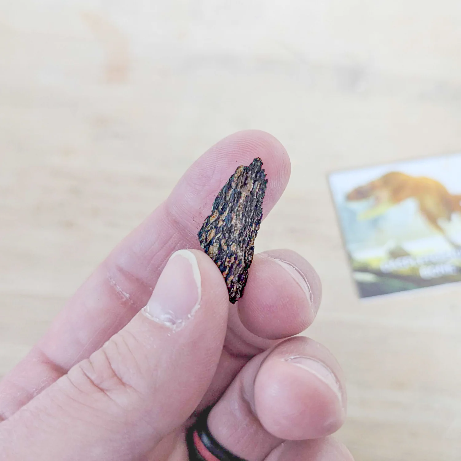 Daspletosaurus Bone - Classic Riker Display Case Fragment - Image 5