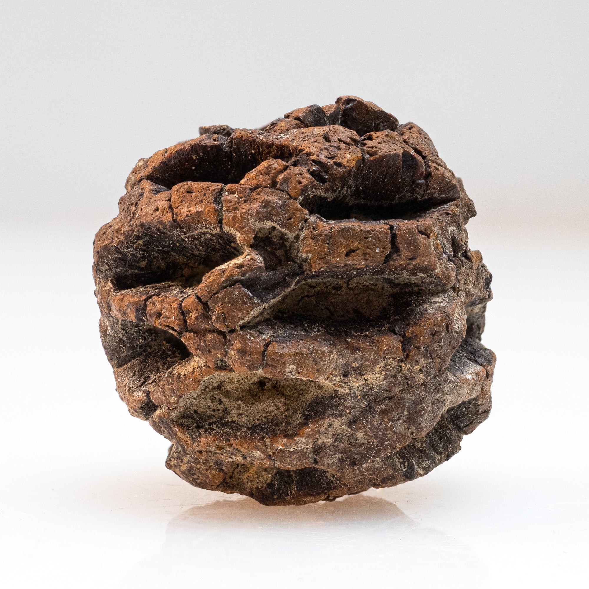 Hell Creek Dawn Redwood - Fossilized Metasequoia Cones - Image 3