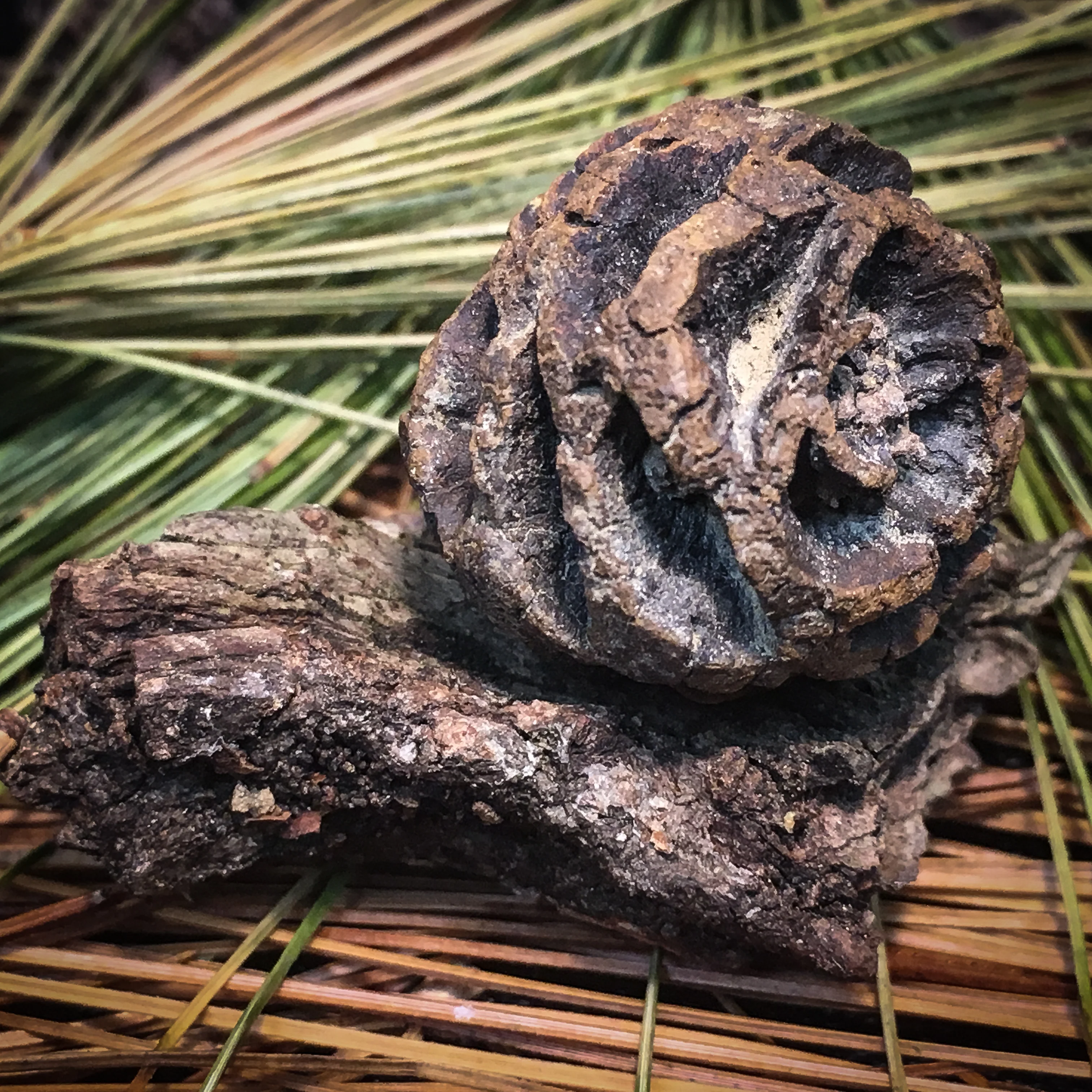 Hell Creek Dawn Redwood - Fossilized Metasequoia Cones - Image 5