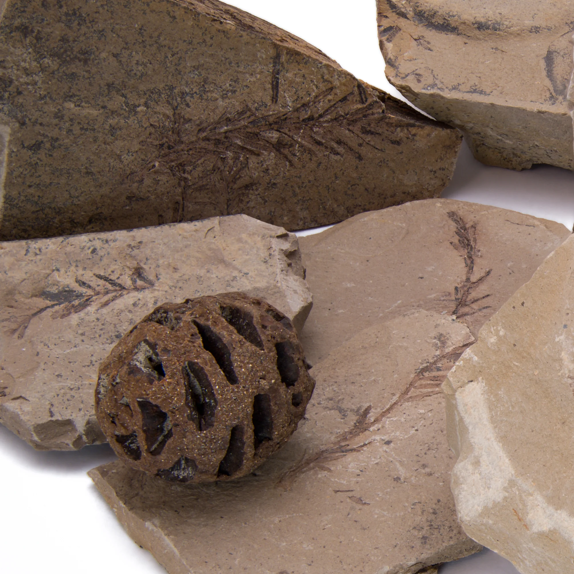 Hell Creek Dawn Redwood - Fossilized Metasequoia Cones - Image 6