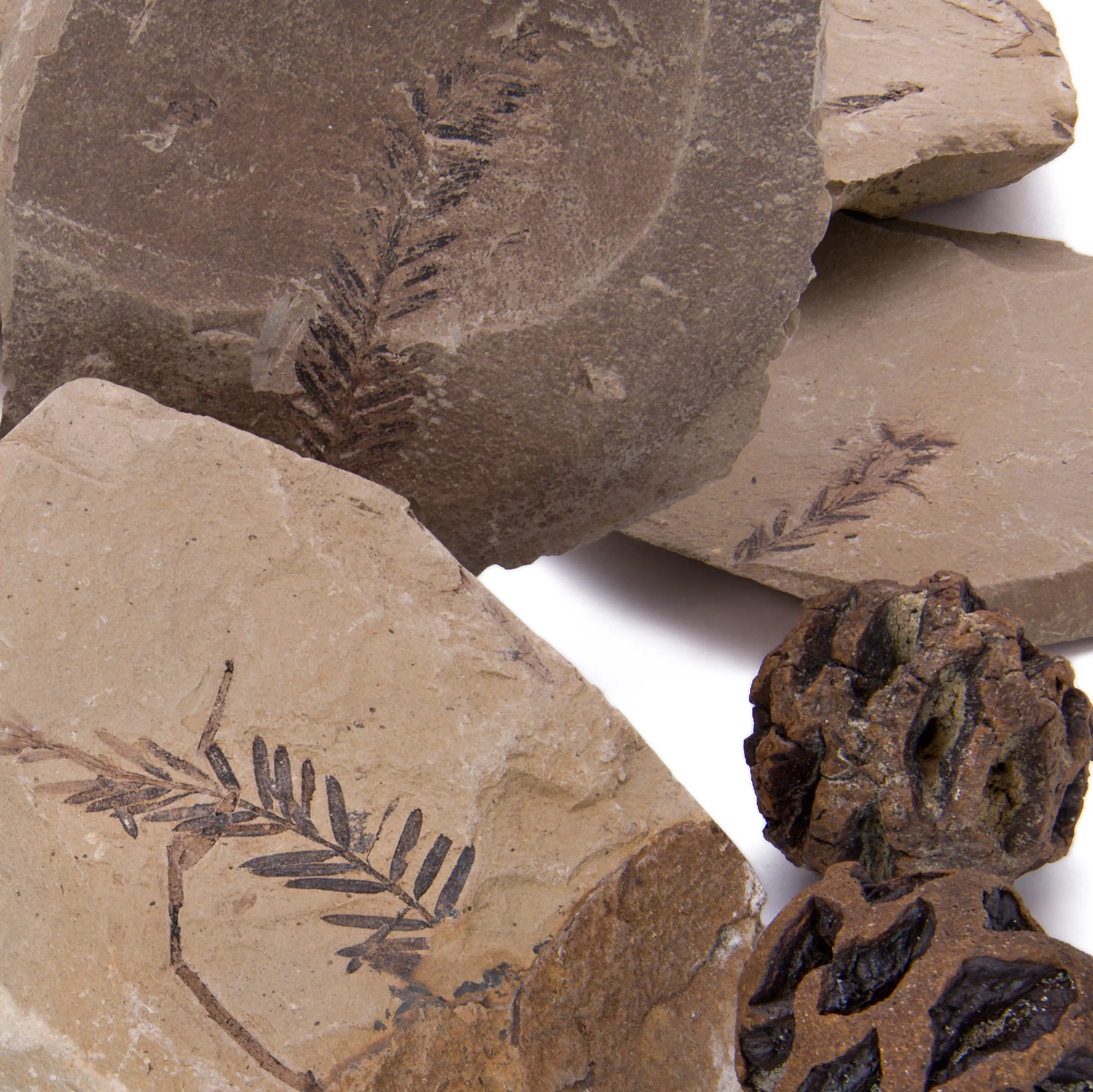 Hell Creek Dawn Redwood - Fossilized Metasequoia Cones - Image 7