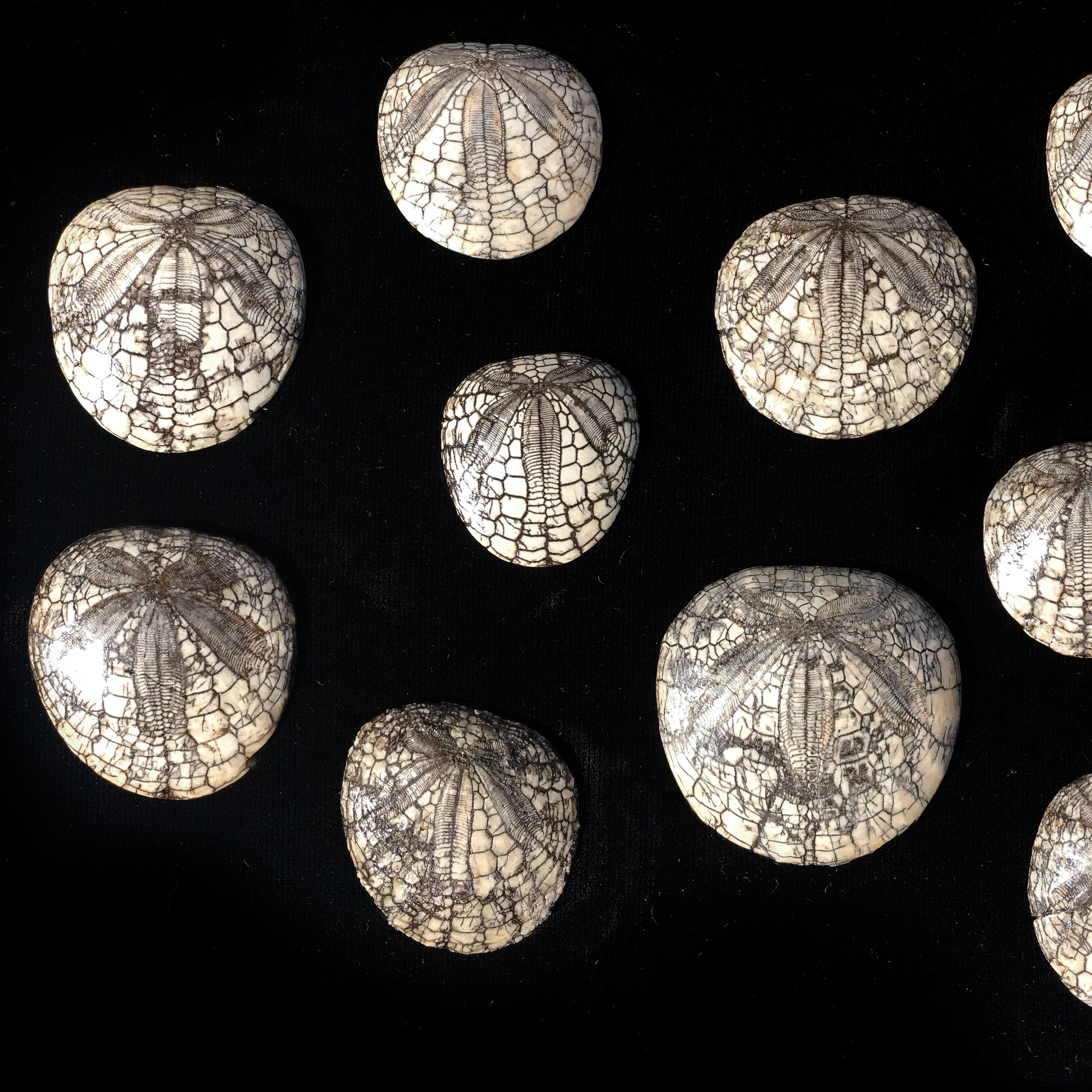 Dendraster Gibbsii - Fossilized Sand Dollar - Image 6