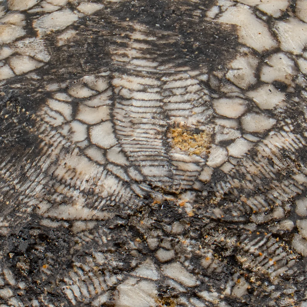 Dendraster Gibbsii - Fossilized Sand Dollar - SOLD 0.973" - Image 2