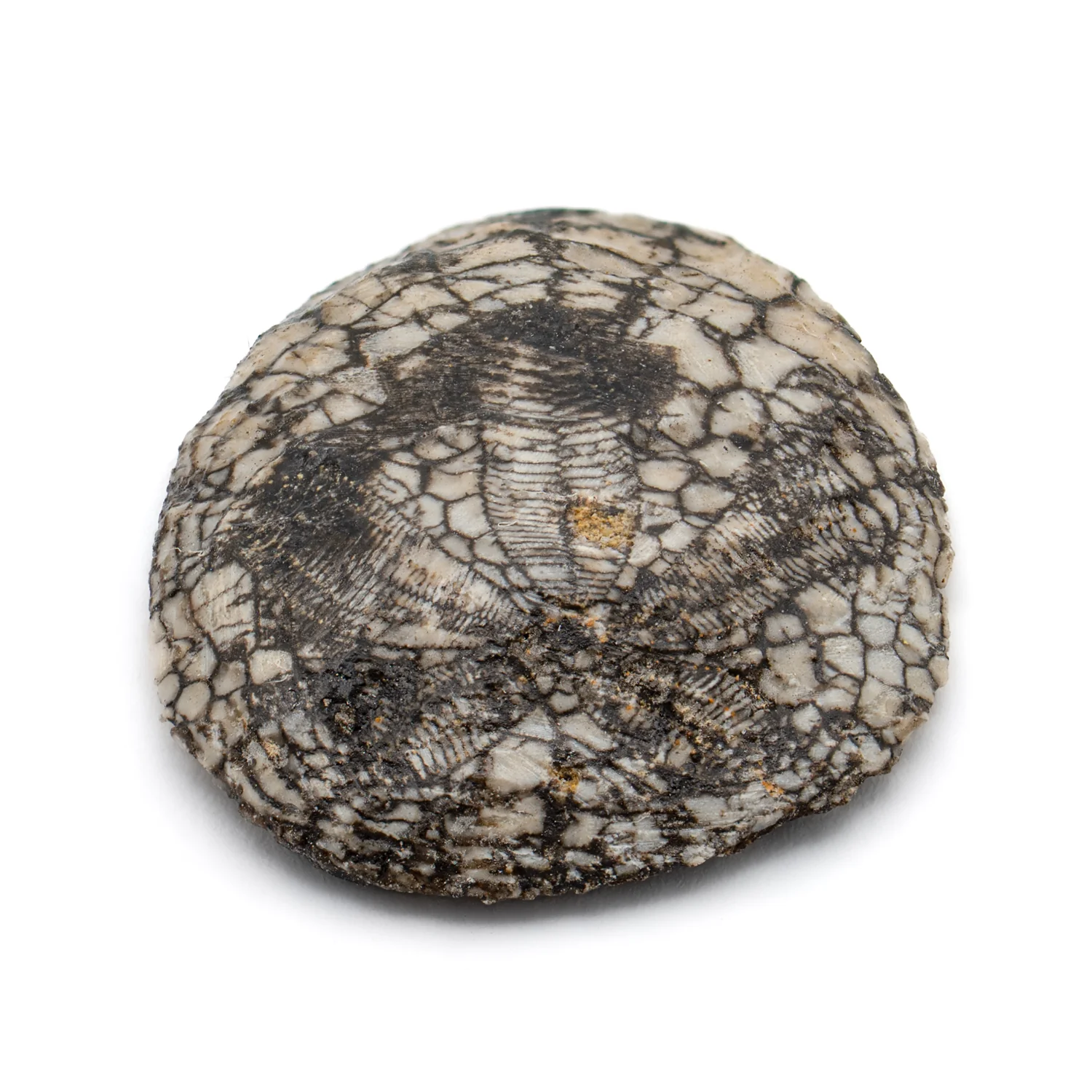 Dendraster Gibbsii - Fossilized Sand Dollar - SOLD 0.973" - Image 3