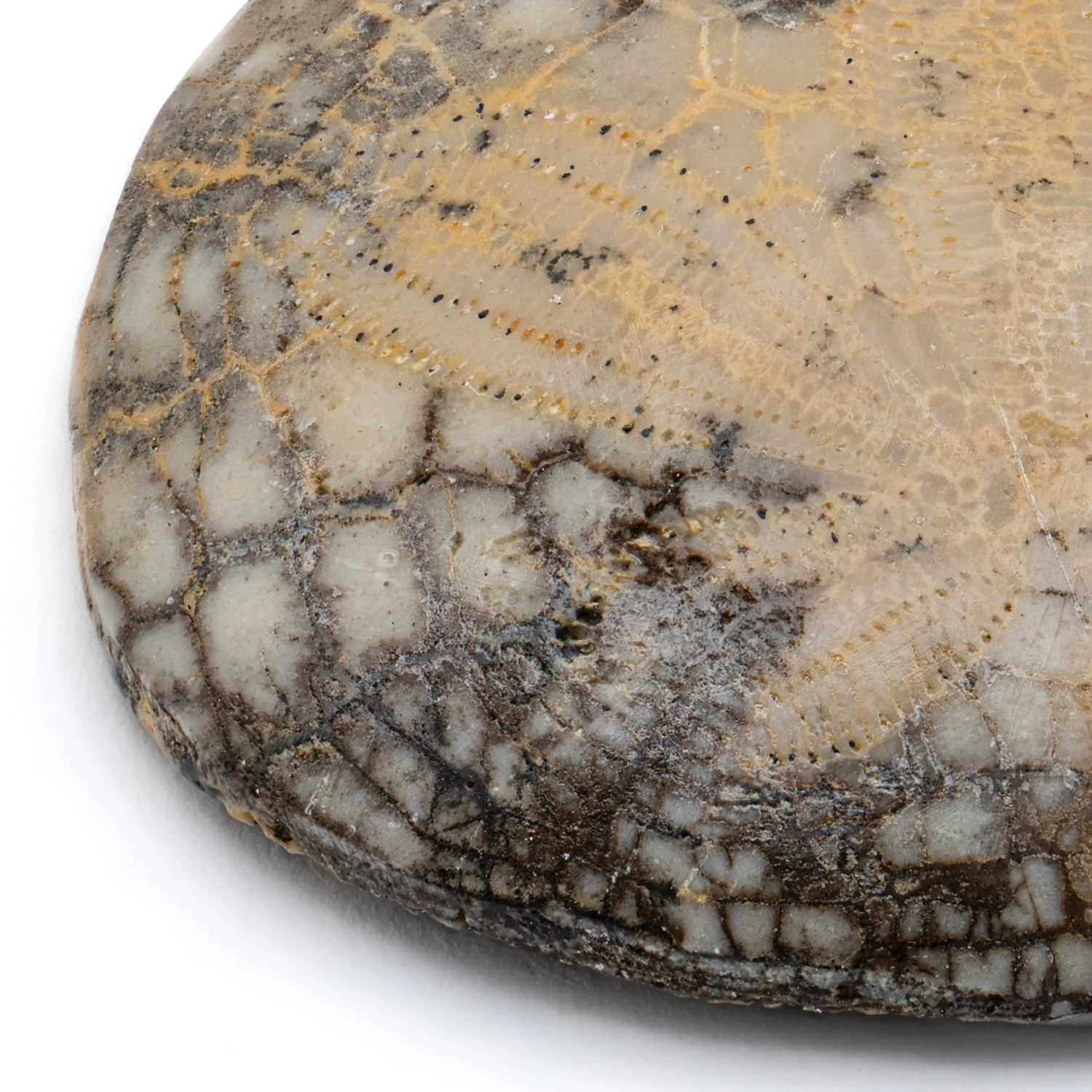 Dendraster Gibbsii - Fossilized Sand Dollar - 1.018" - Image 2