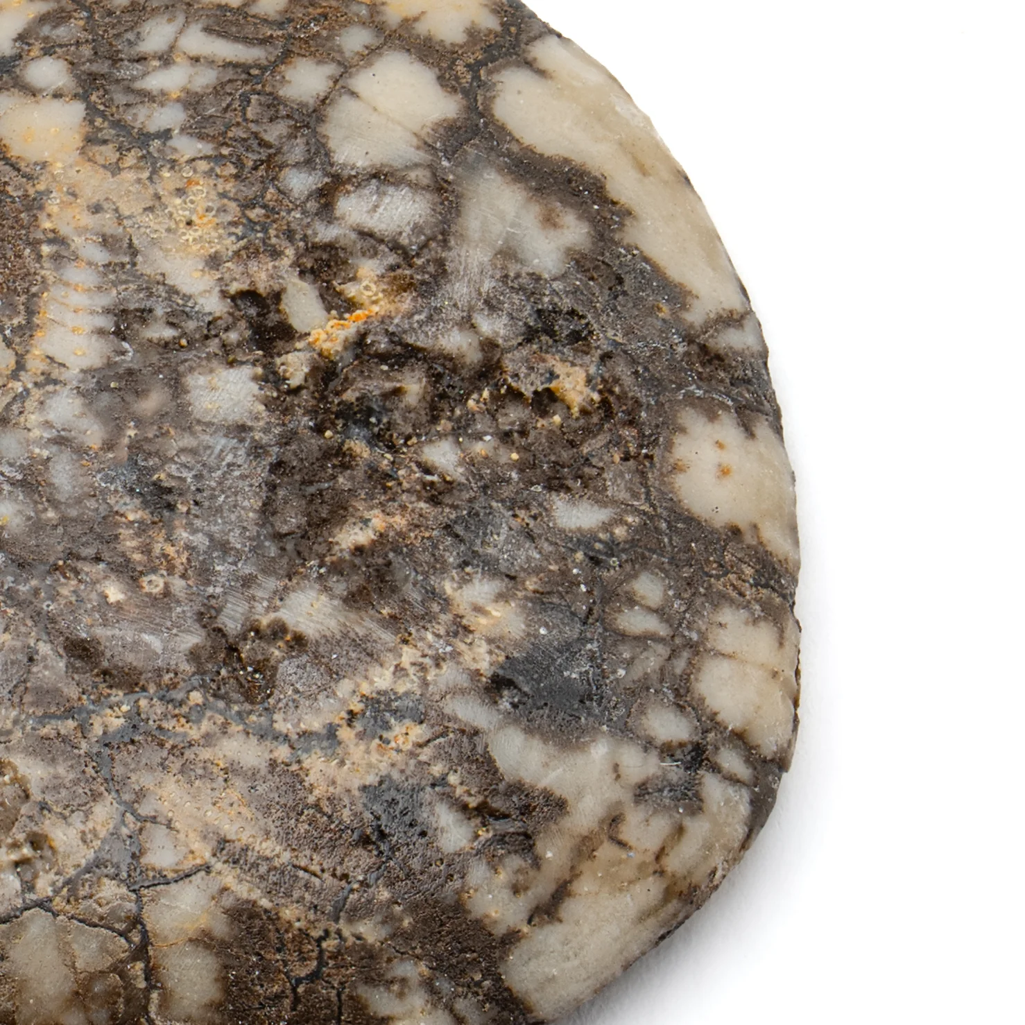 Dendraster Gibbsii - Fossilized Sand Dollar - 1.019" - Image 2