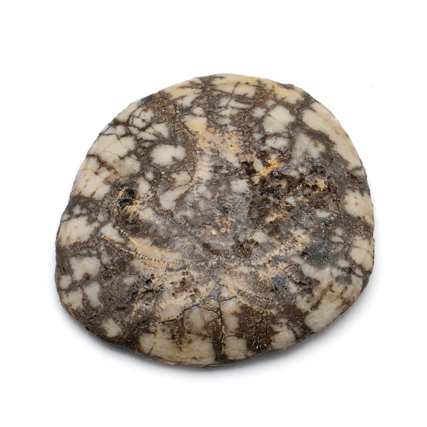 Dendraster Gibbsii - Fossilized Sand Dollar - 1.019" - Image 3