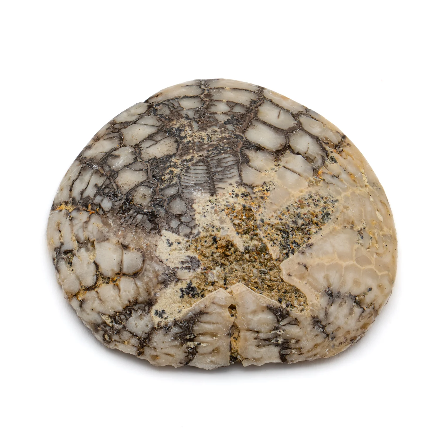 Dendraster Gibbsii - Fossilized Sand Dollar - 1.084" - Image 2