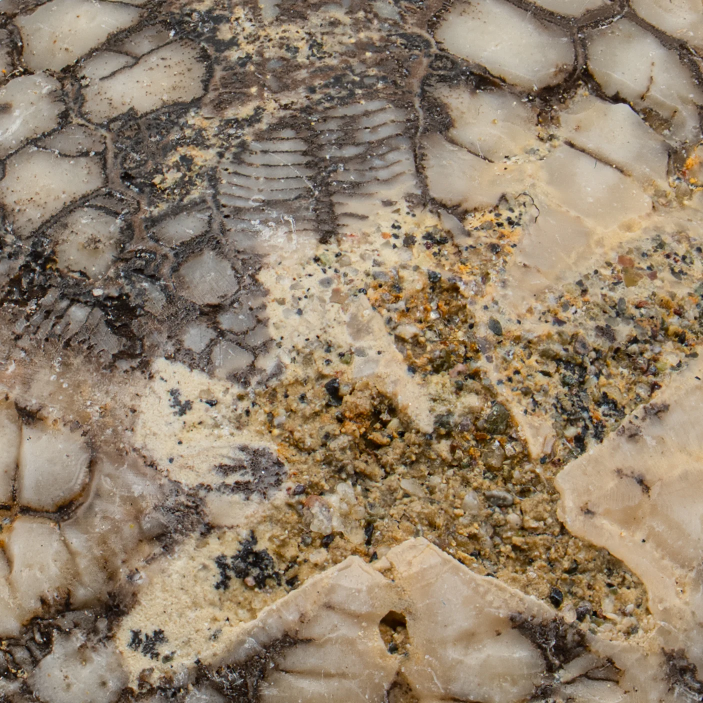 Dendraster Gibbsii - Fossilized Sand Dollar - 1.084" - Image 3