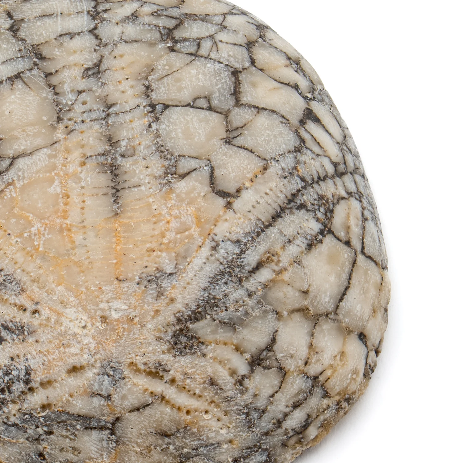 Dendraster Gibbsii - Fossilized Sand Dollar - SOLD 1.134" - Image 2