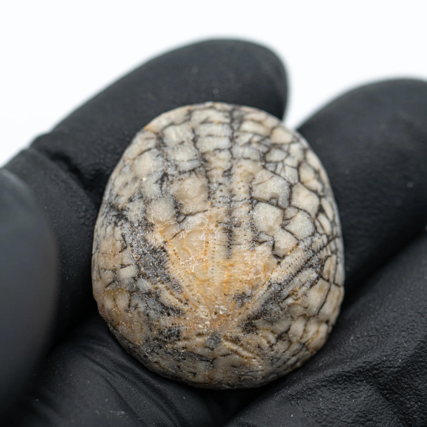 Dendraster Gibbsii - Fossilized Sand Dollar - SOLD 1.134" - Image 3