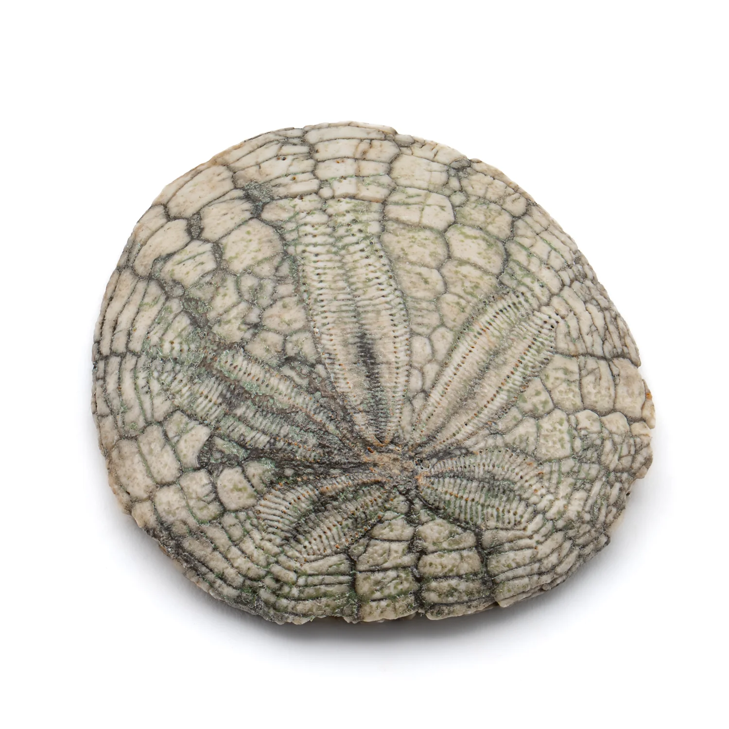 Dendraster Gibbsii - Fossilized Sand Dollar - 1.166" - Image 2