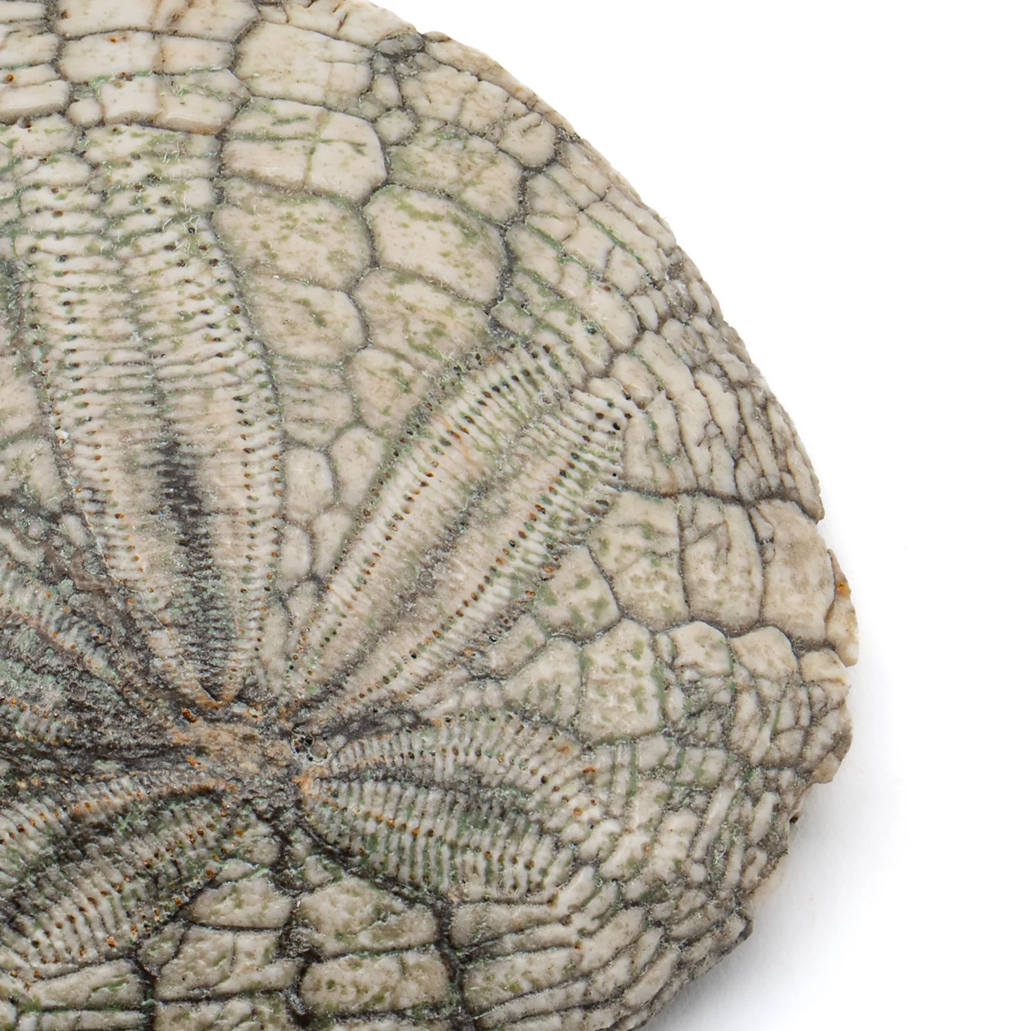 Dendraster Gibbsii - Fossilized Sand Dollar - 1.166" - Image 3