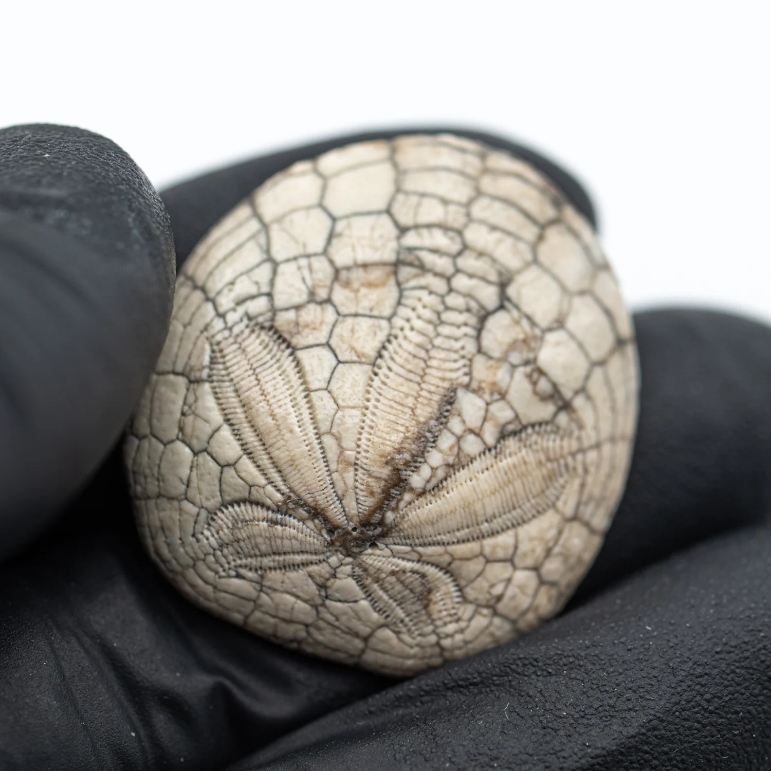 Dendraster Gibbsii - Fossilized Sand Dollar - 1.179" - Image 2