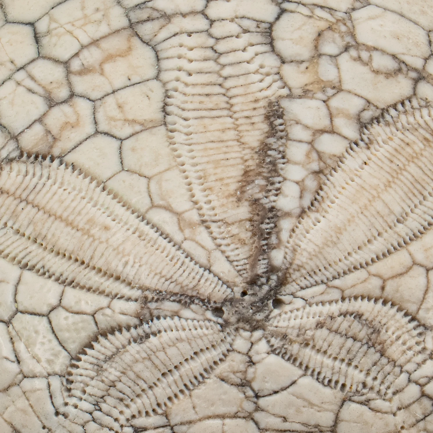 Dendraster Gibbsii - Fossilized Sand Dollar - 1.179" - Image 3