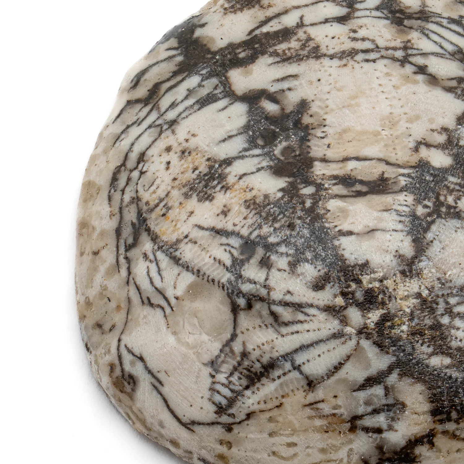 Dendraster Gibbsii - Fossilized Sand Dollar - 1.242" - Image 2