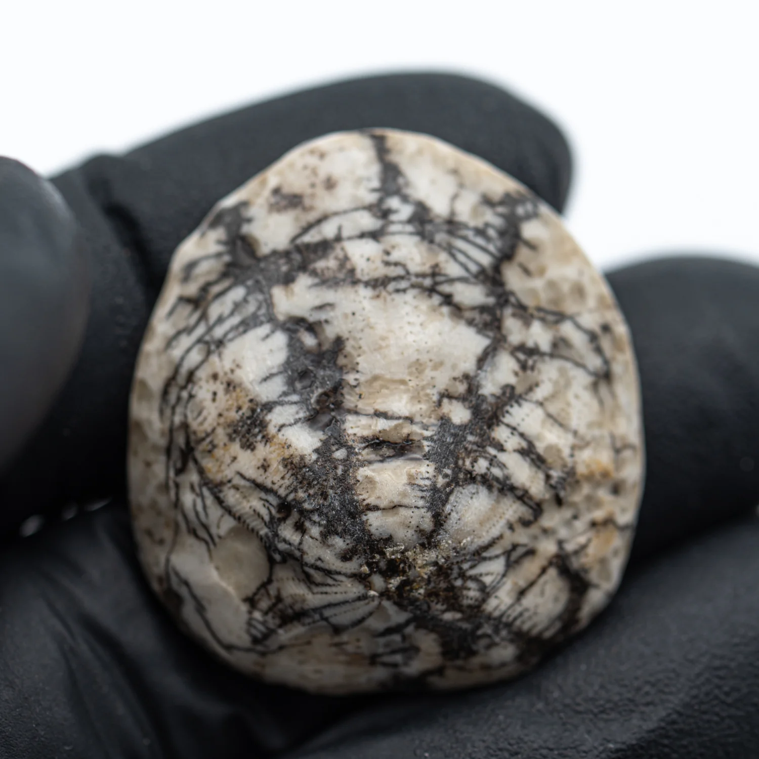 Dendraster Gibbsii - Fossilized Sand Dollar - 1.242" - Image 3